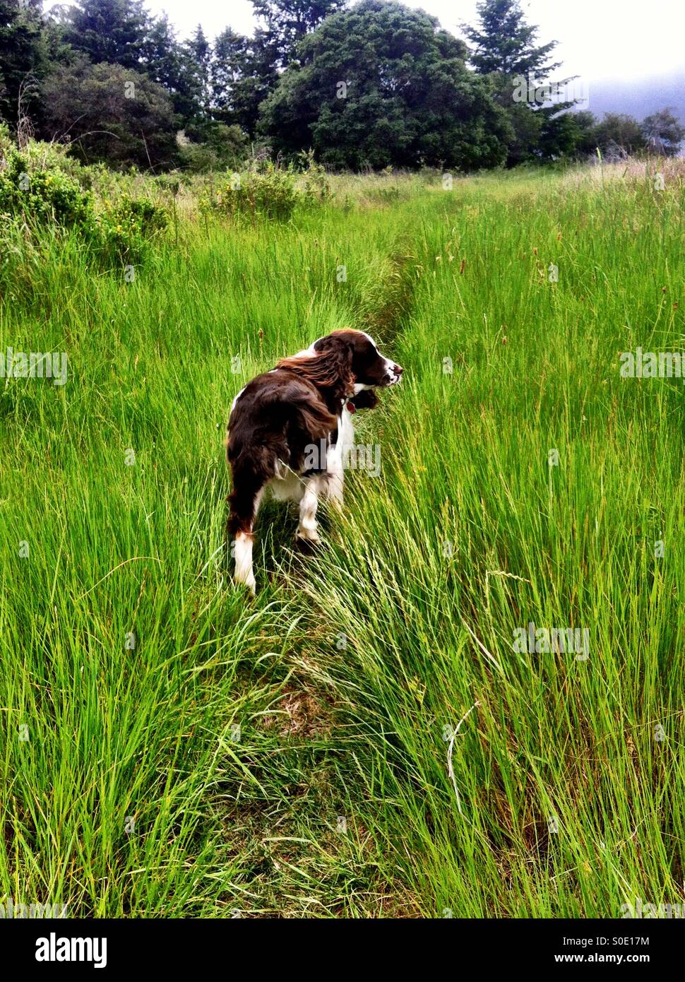 English Springer Spaniel sulla caccia alert nel campo. - Immagine stock catturata con smartphone