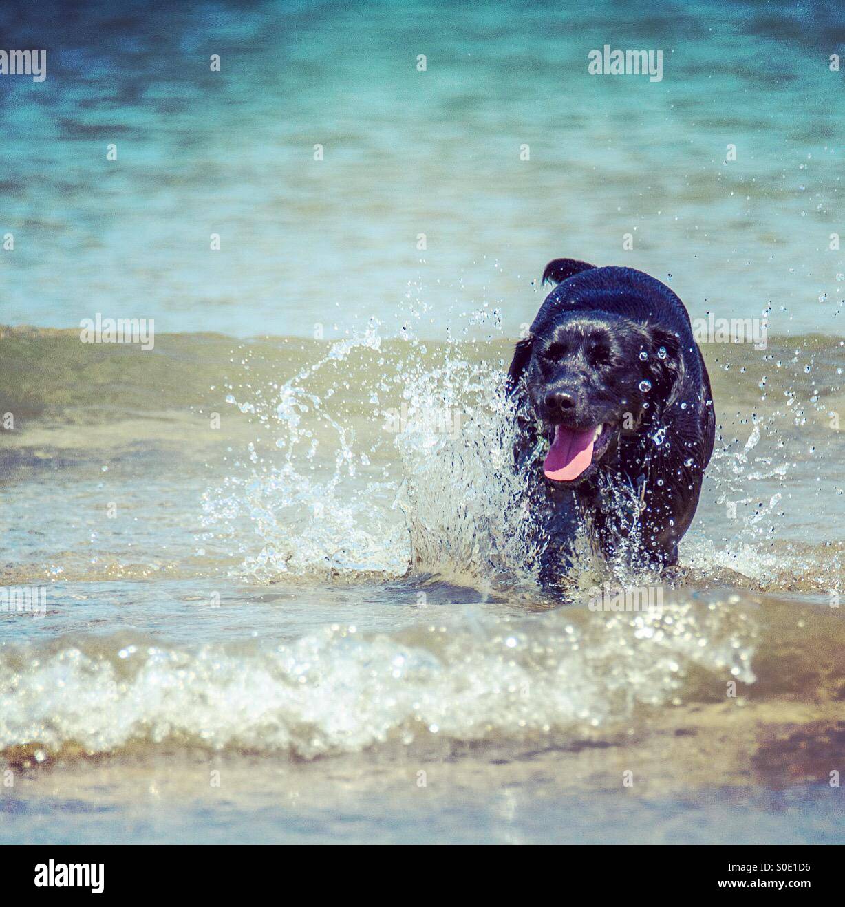 Felice il labrador nero gioca in mare - Immagine stock catturata con smartphone