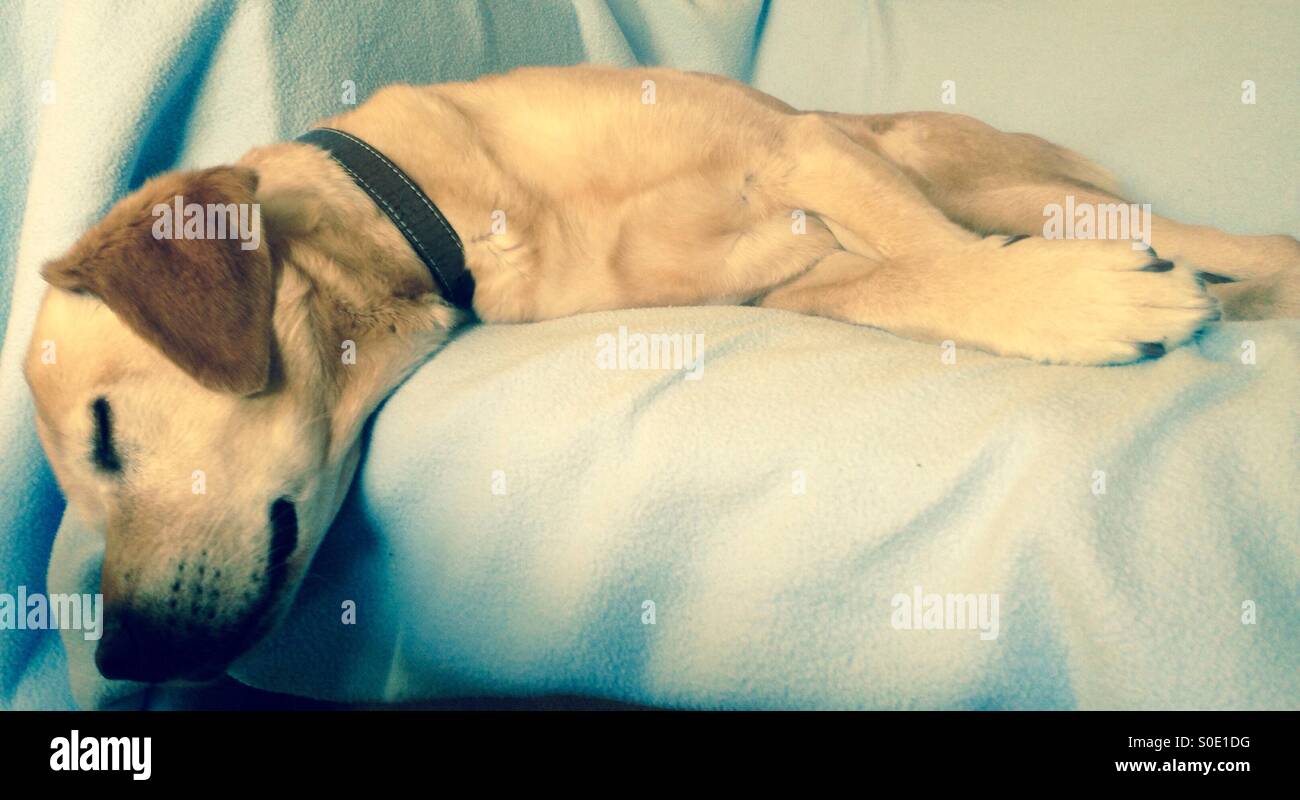 Il Labrador biondo cane dorme sul lettino Foto Stock