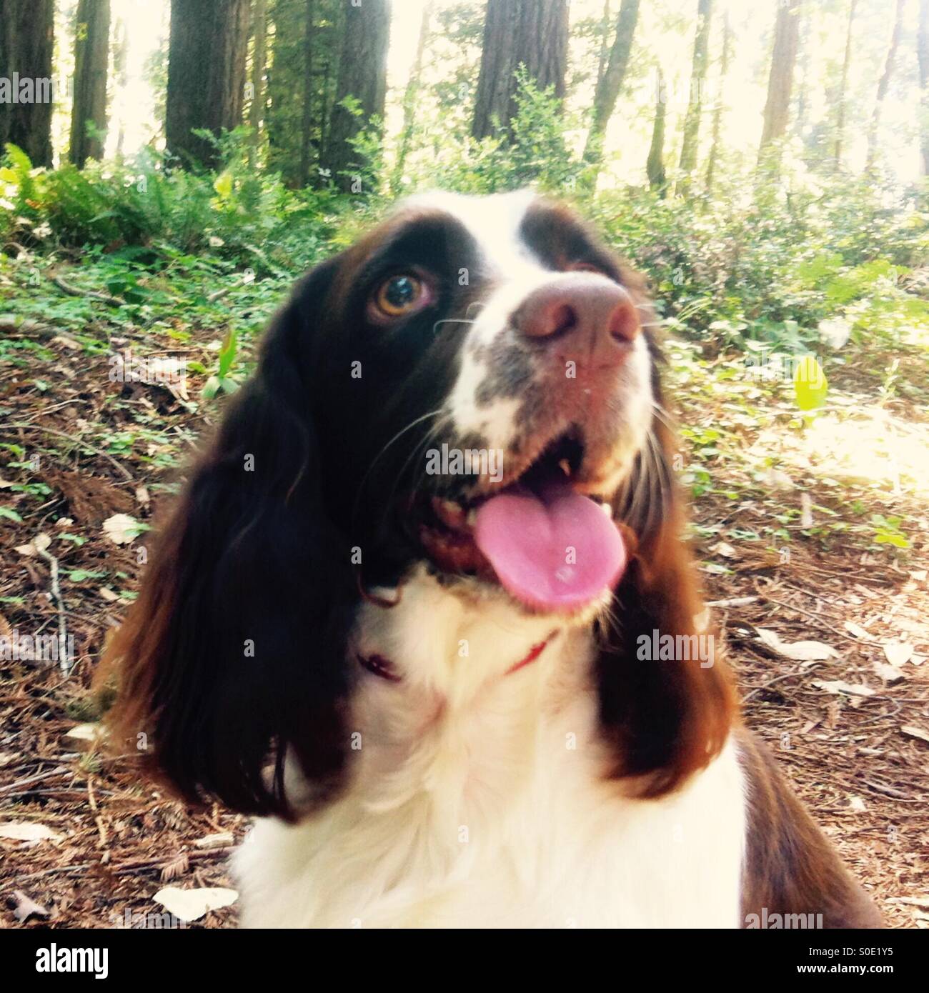 Obbedienti English Springer Spaniel ragazza attende con impazienza il suo master in direzione di una foresta di Redwood. - Immagine stock catturata con smartphone