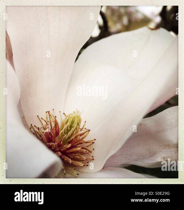 Magnolia Blossom Foto Stock