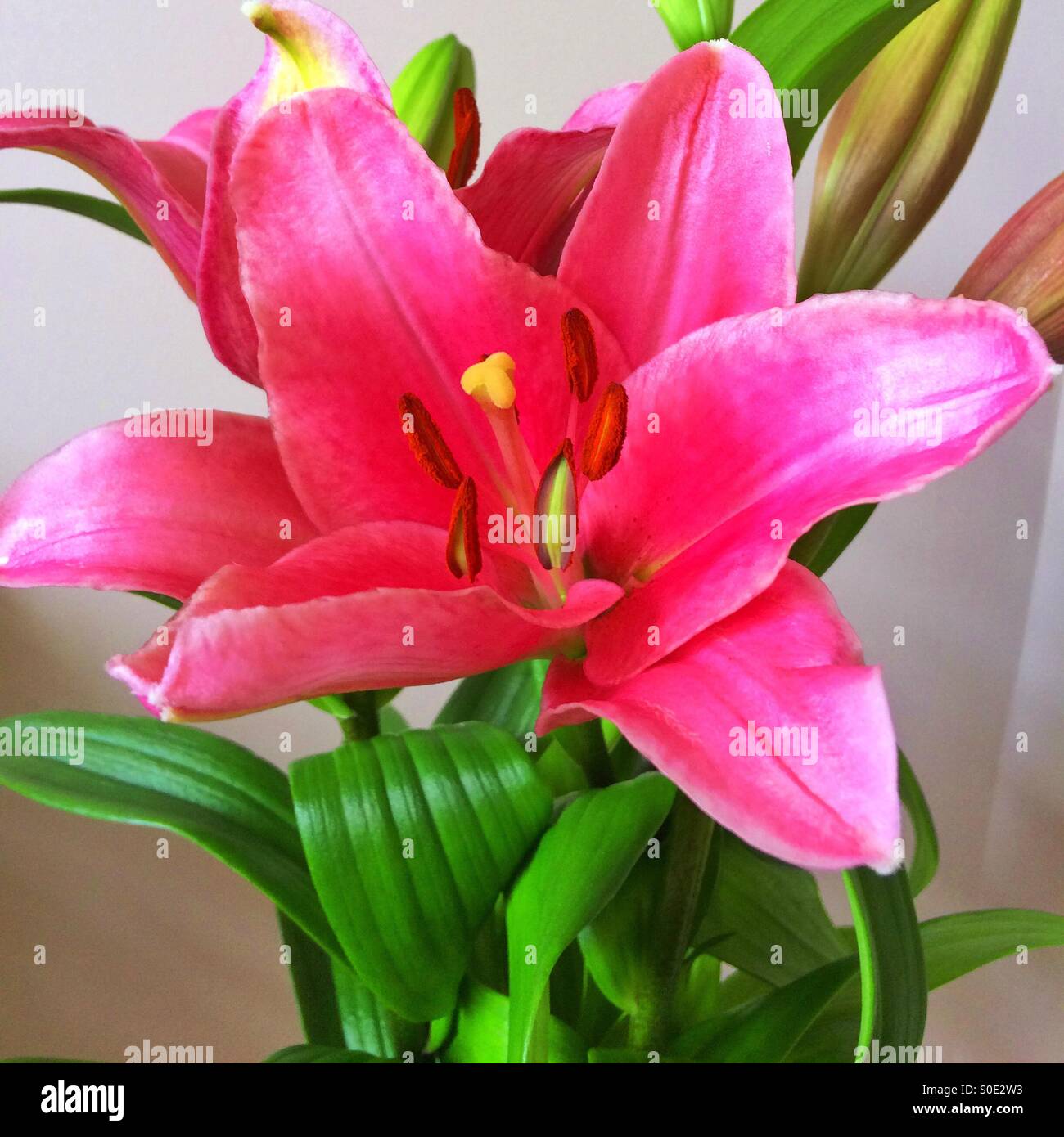 Gigli rosa Foto Stock