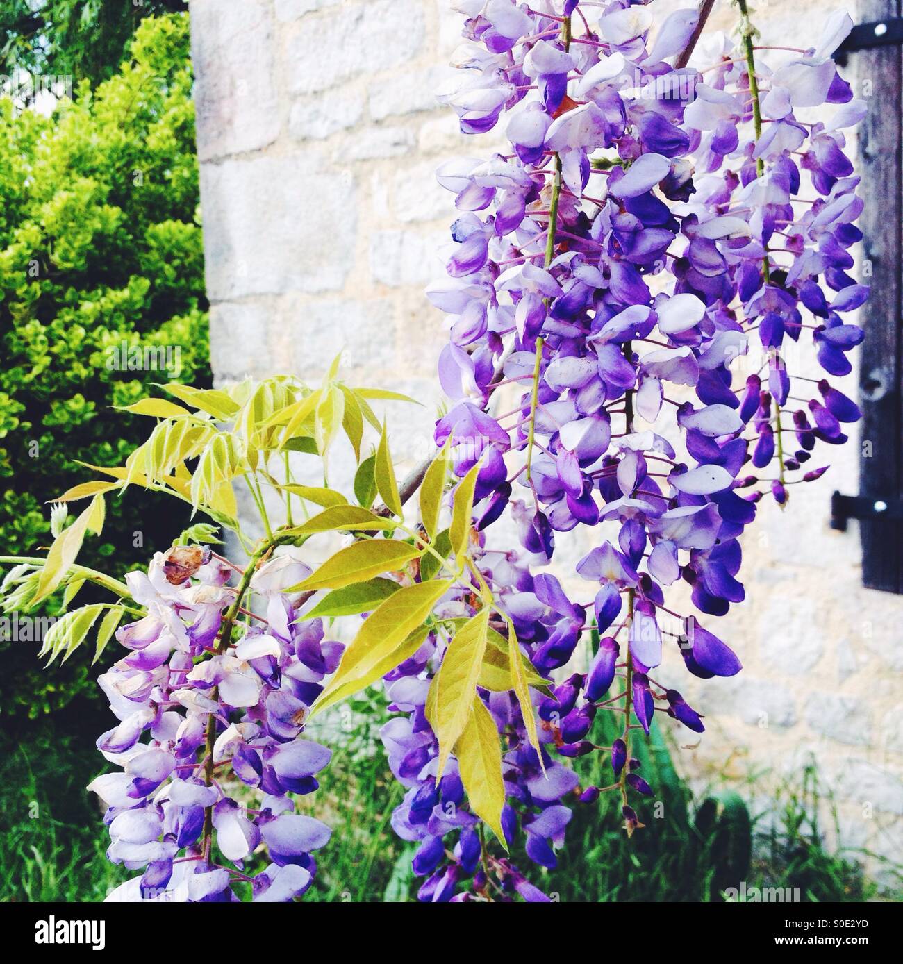 Costruzione di muro di fiori viola glicine immagini e fotografie stock ad  alta risoluzione - Alamy