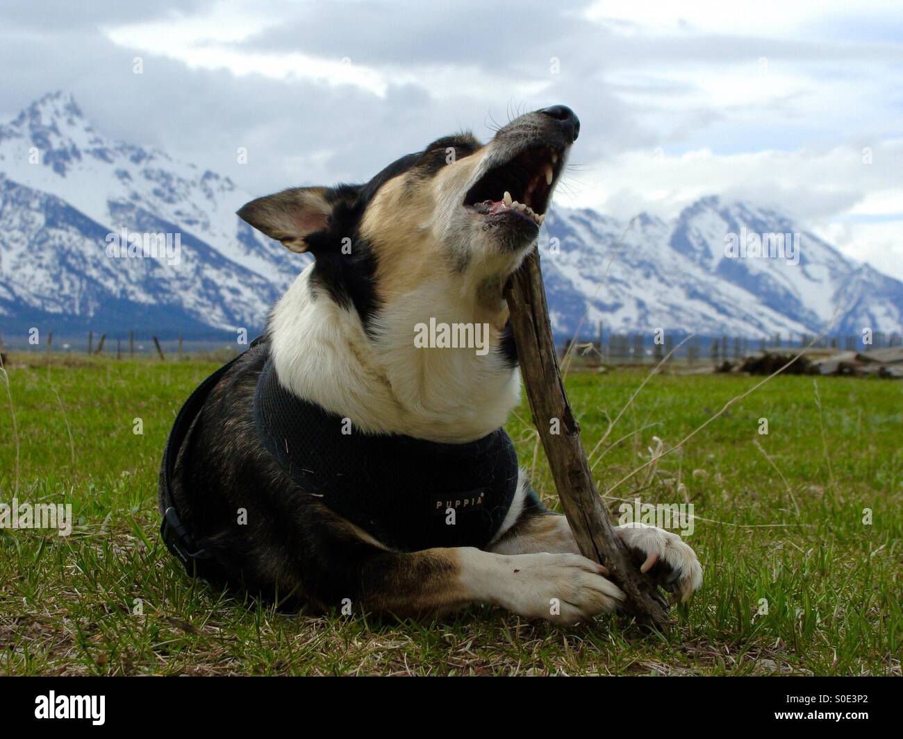 Cane con il bastone Foto Stock