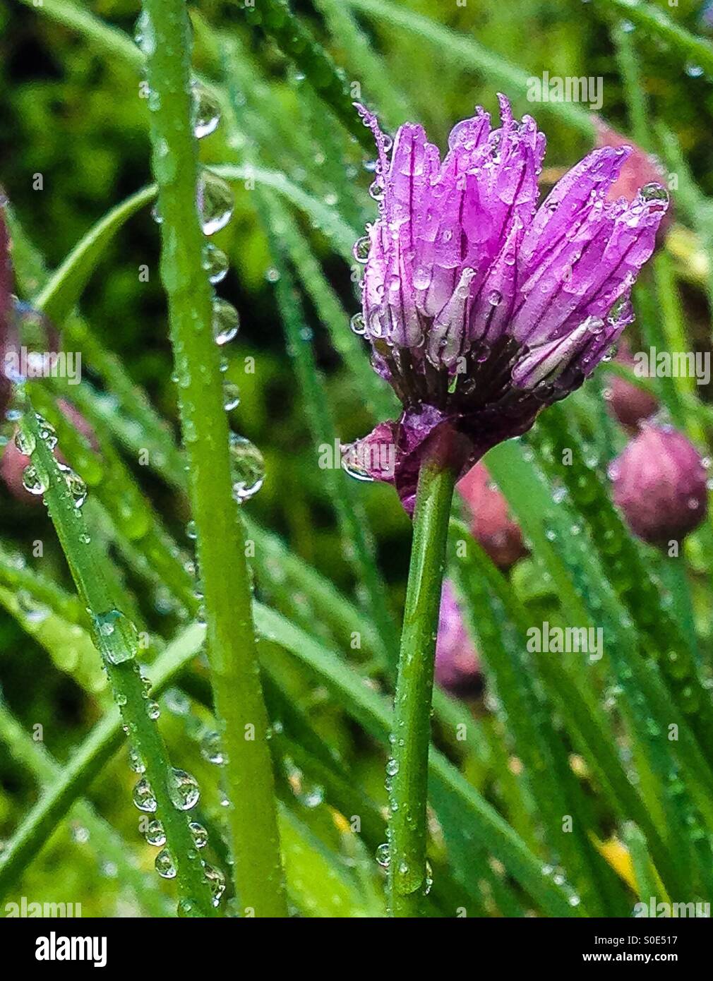 Fiore di erba cipollina e rugiada. - Immagine stock catturata con smartphone