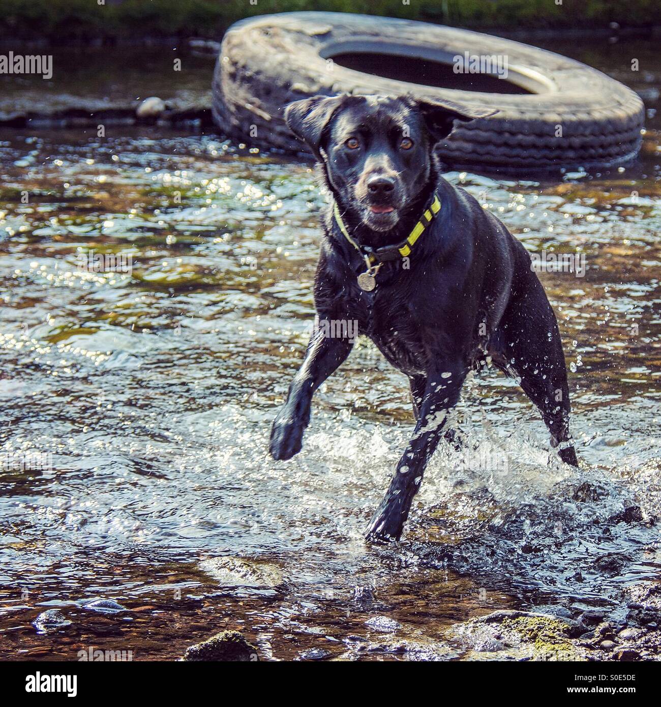 Il Labrador nero in esecuzione nel flusso - Immagine stock catturata con smartphone