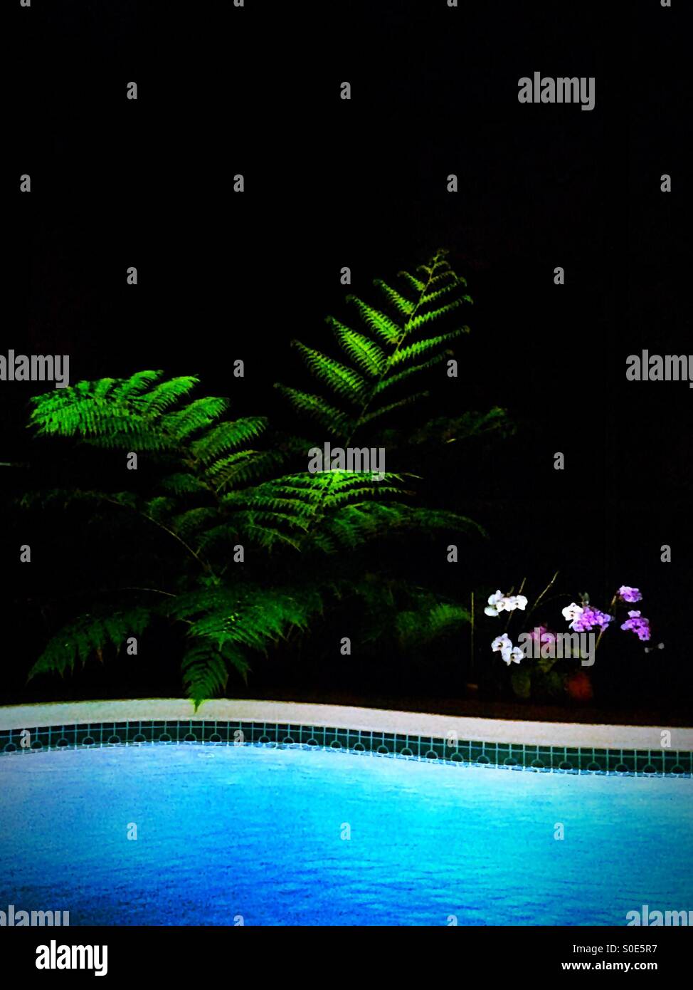 Una luce dipinta Australian Fern Tree piantato in un angolo della mia piscina coperta. Foto Stock