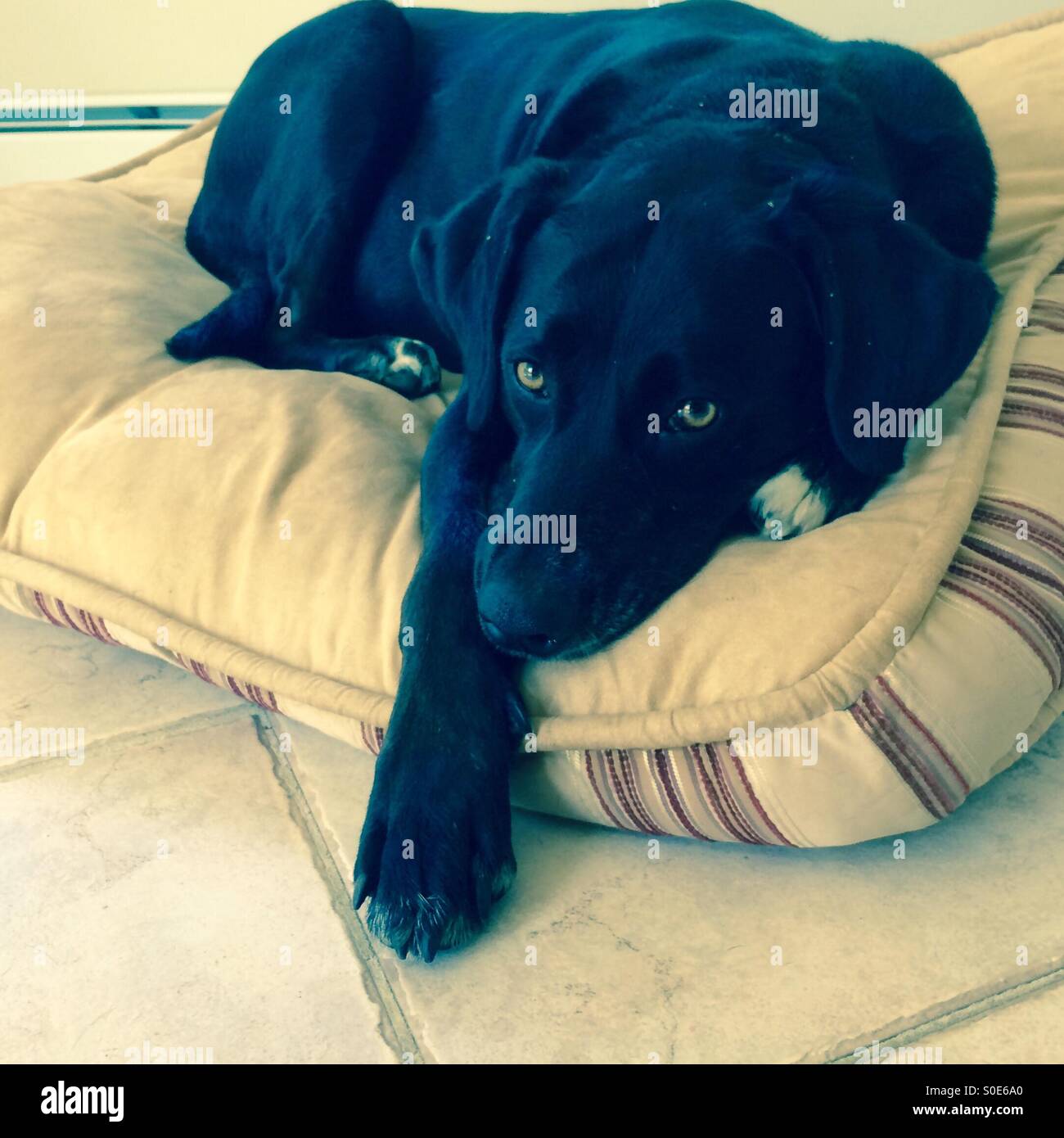 Cane nero, appoggiato sul cuscino Foto Stock
