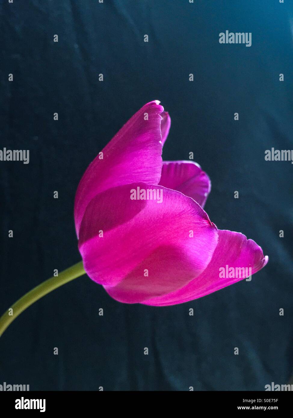 Tulipano viola - Immagine stock catturata con smartphone