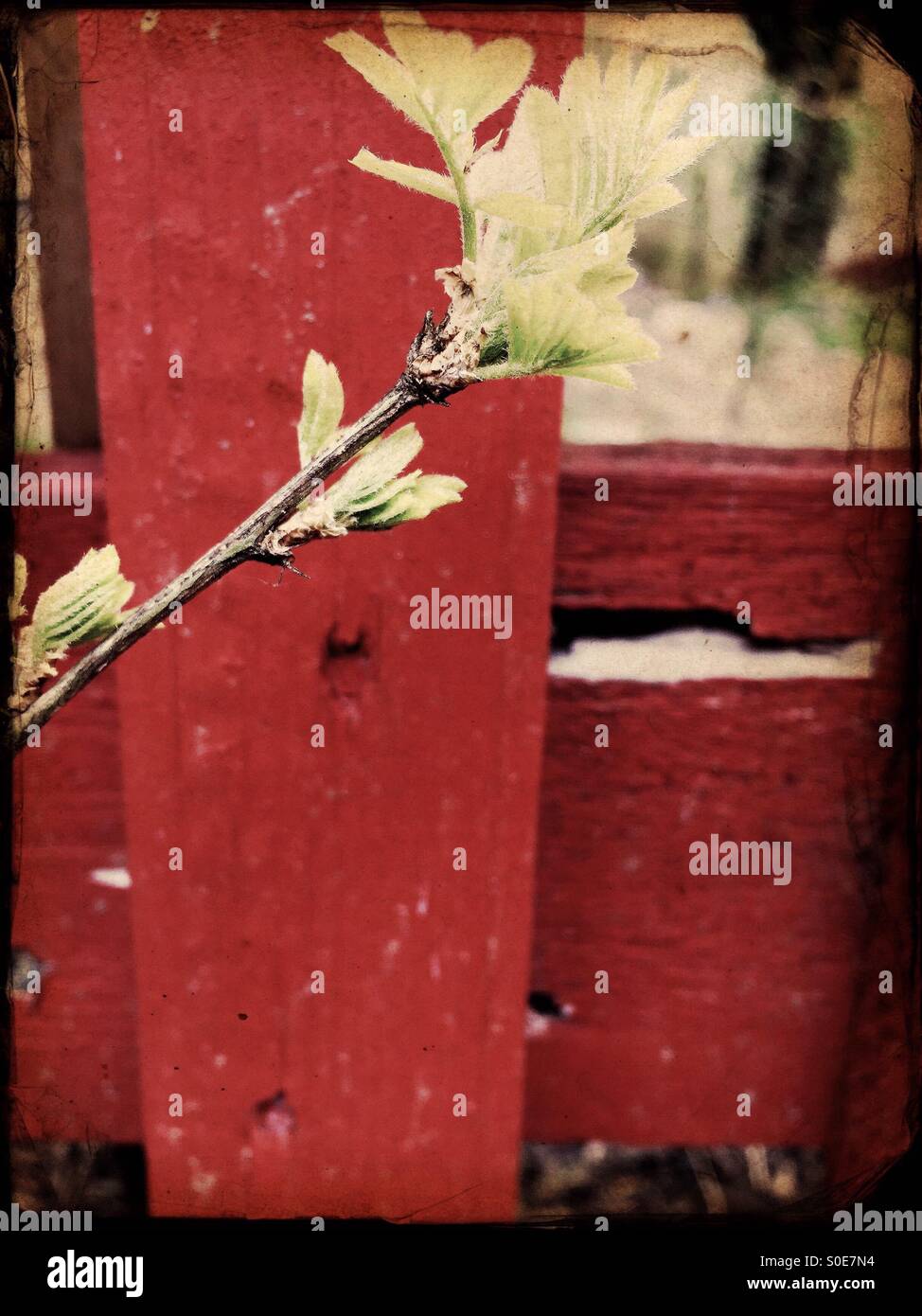 Prima foglia di molla Foto Stock