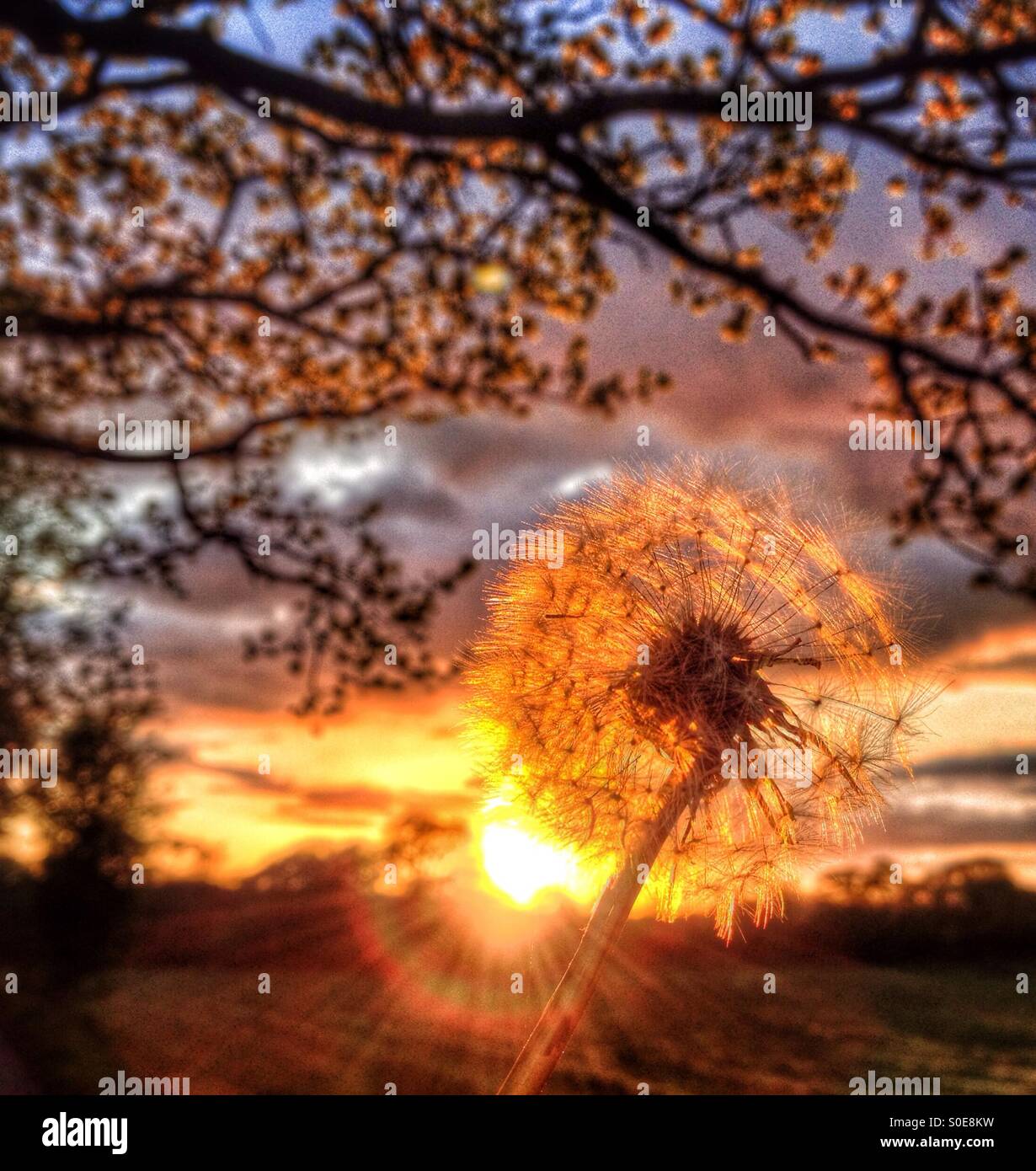 Seme di tarassaco testa contro il sole di setting Foto Stock