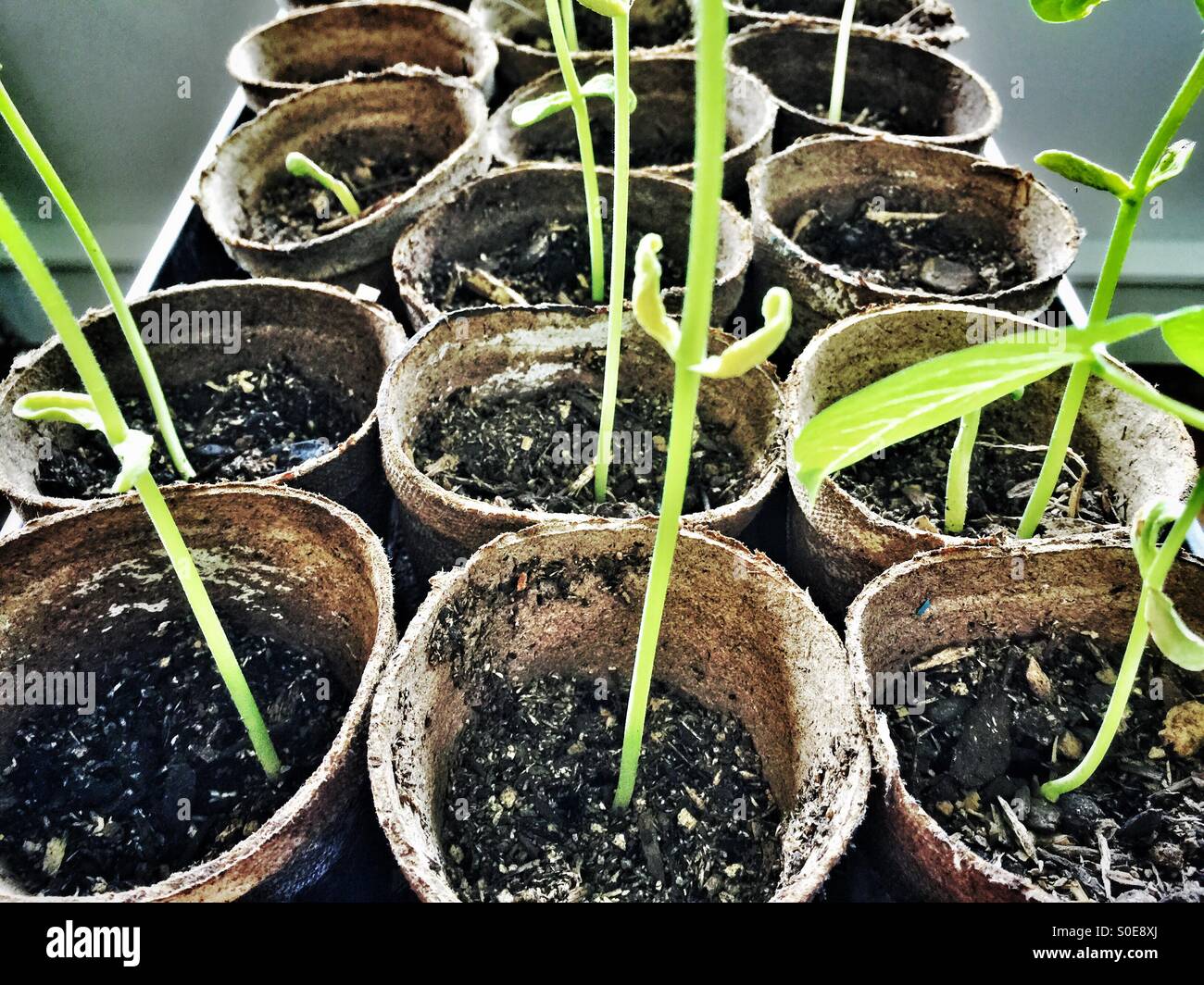 Piantine ho le pentole plantable Foto Stock