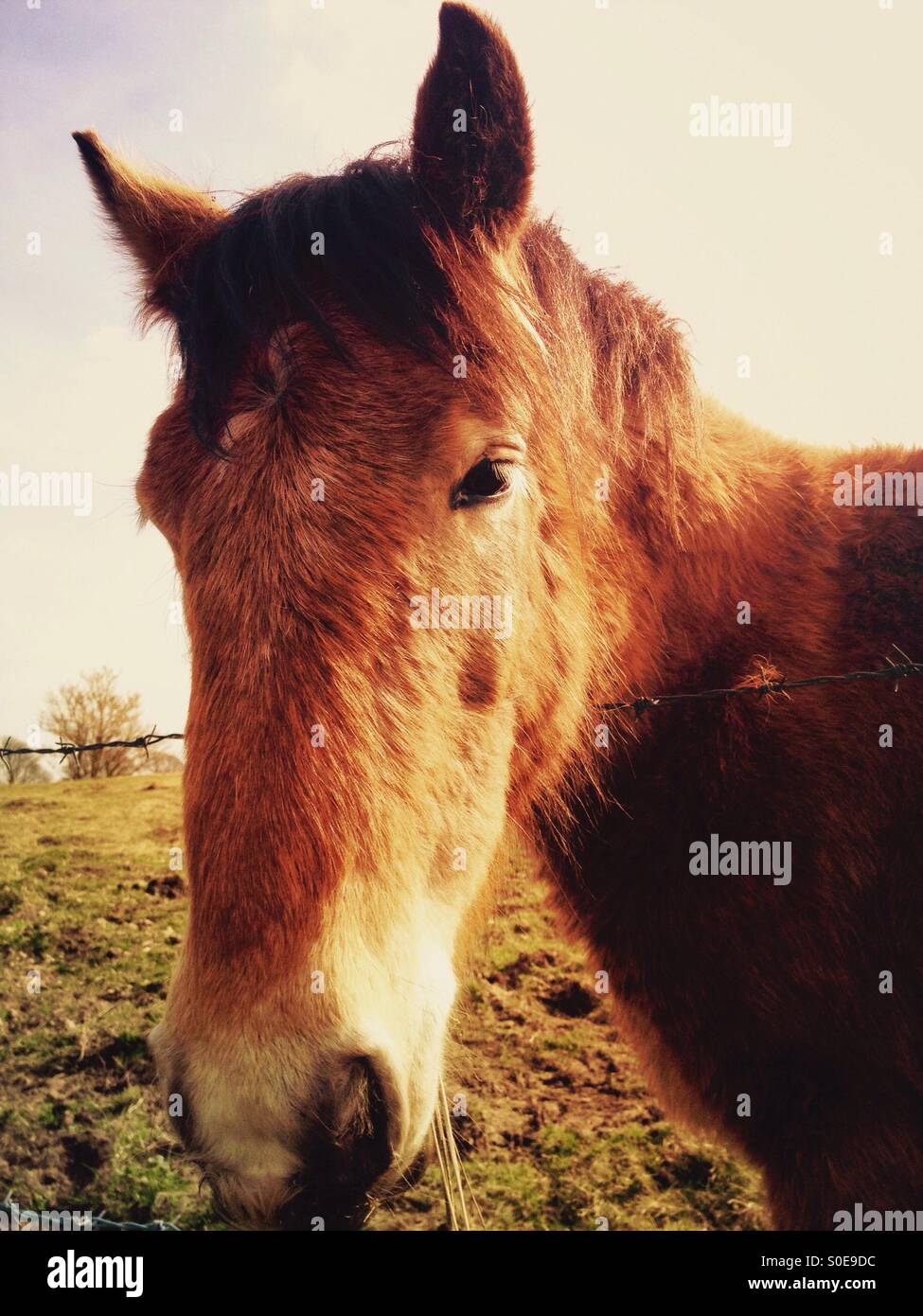 Il cavallo in un campo - Immagine stock catturata con smartphone