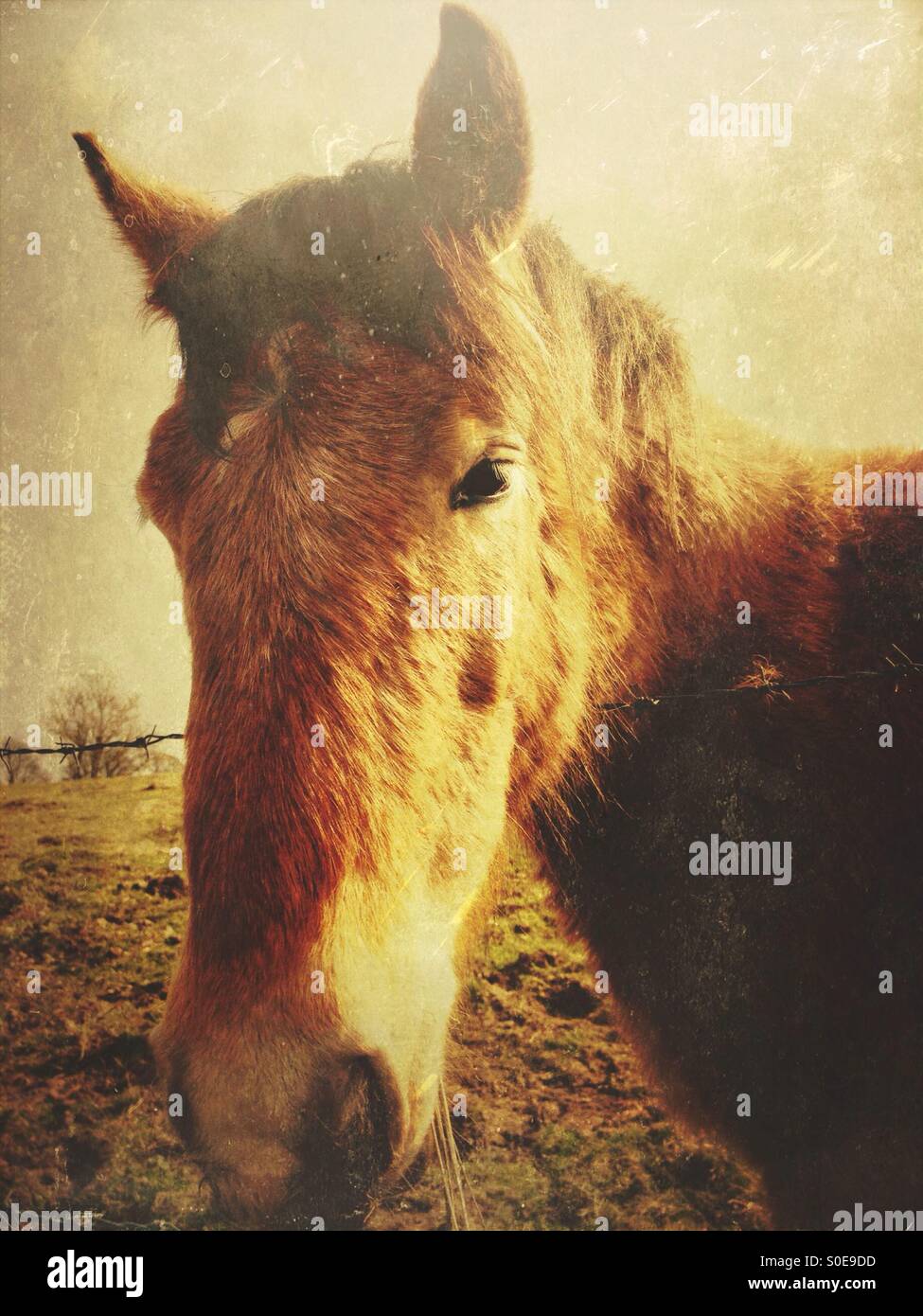 Il cavallo in un campo - Immagine stock catturata con smartphone