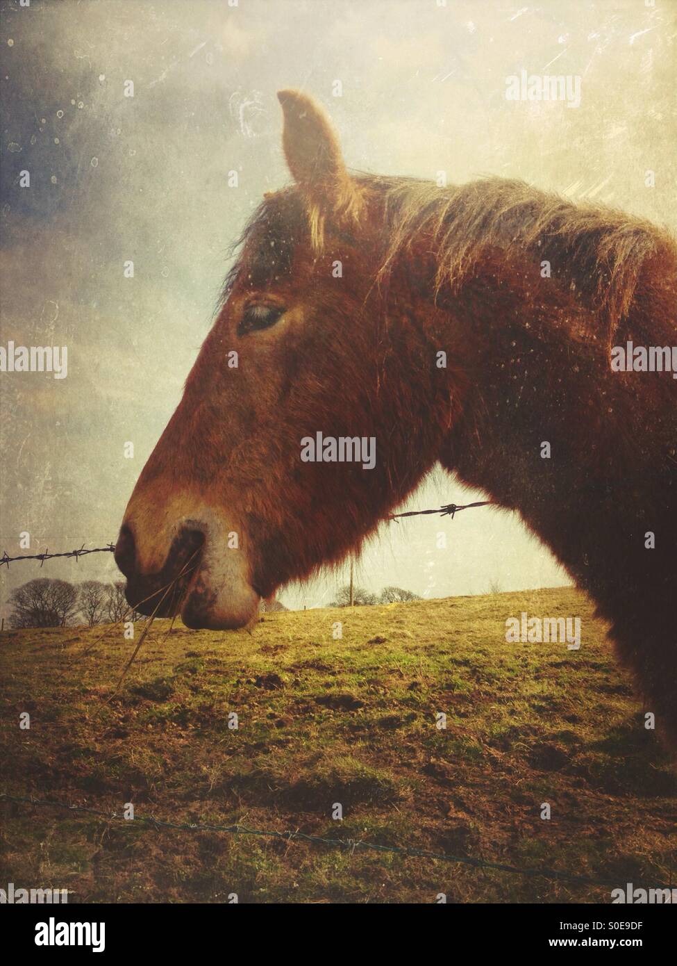 Il cavallo in un campo - Immagine stock catturata con smartphone