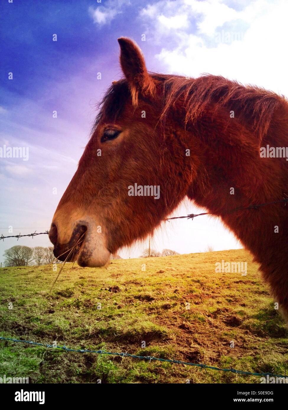 Il cavallo in un campo - Immagine stock catturata con smartphone