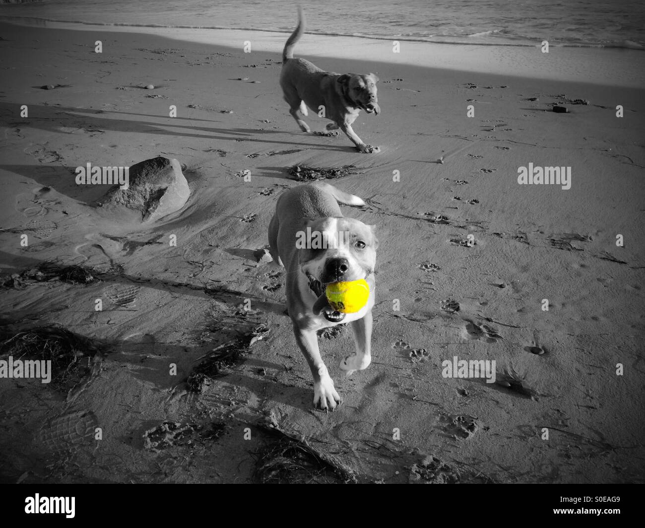 Cani sulla spiaggia a giocare fetch con un giallo palla da tennis - Immagine stock catturata con smartphone