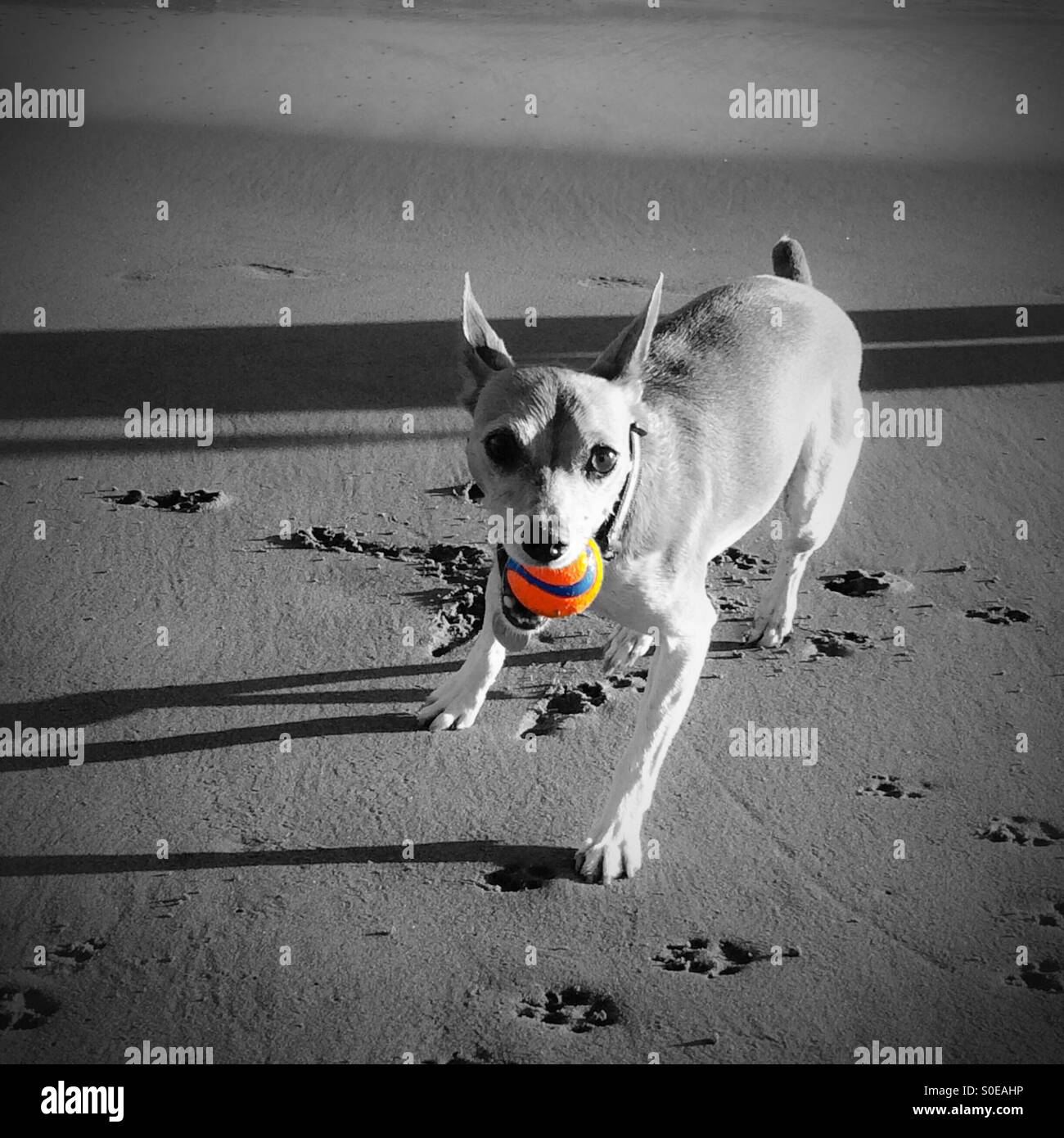 La riproduzione del cane fetch con una sfera sulla spiaggia - Immagine stock catturata con smartphone