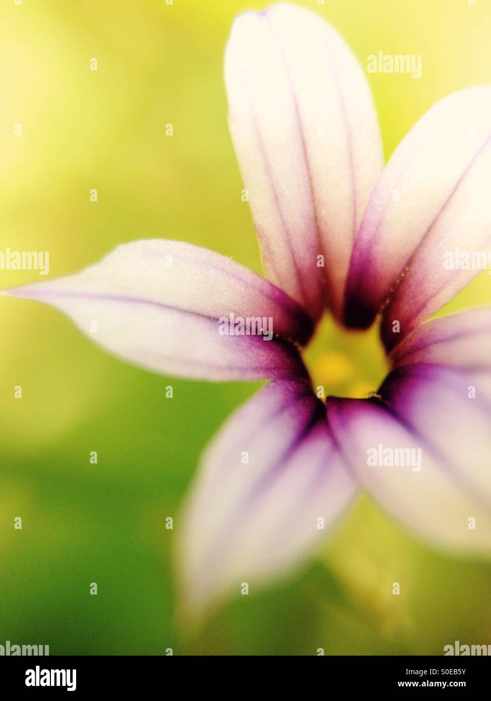 Piccoli fiori selvatici - Immagine stock catturata con smartphone