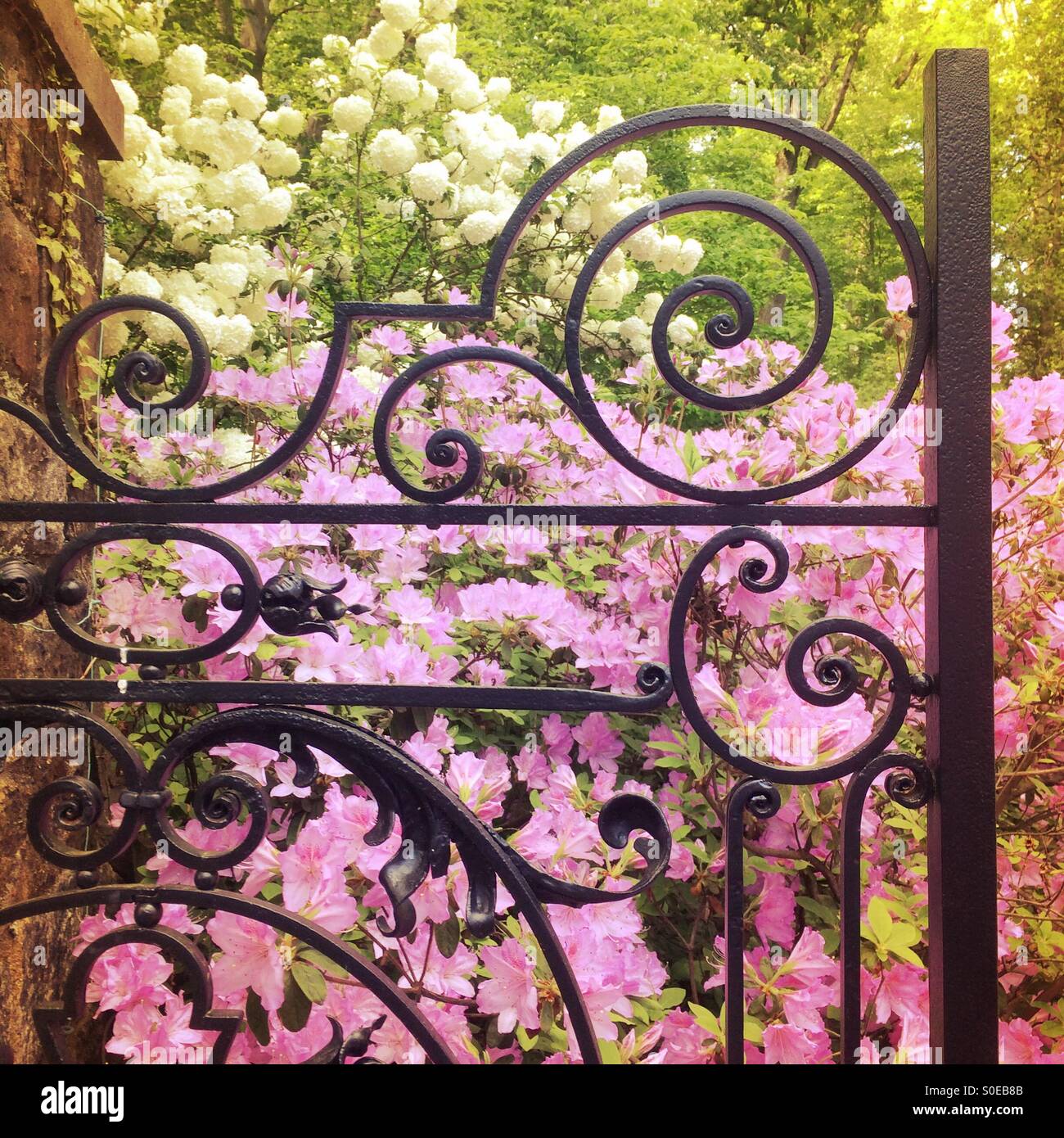 Gate e fiori - Immagine stock catturata con smartphone