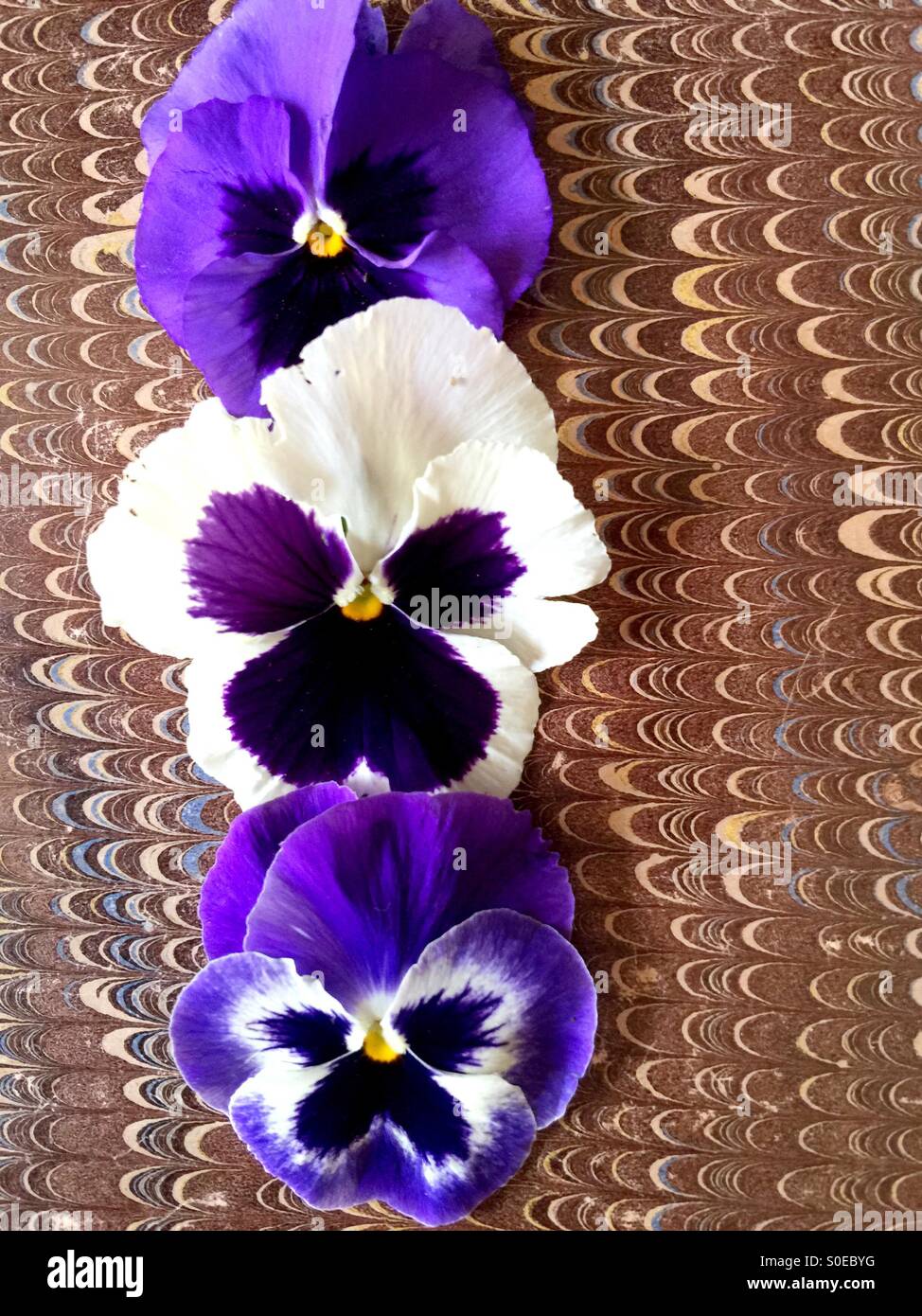 Pansies fresco su un vintage per la copertina del libro - Immagine stock catturata con smartphone