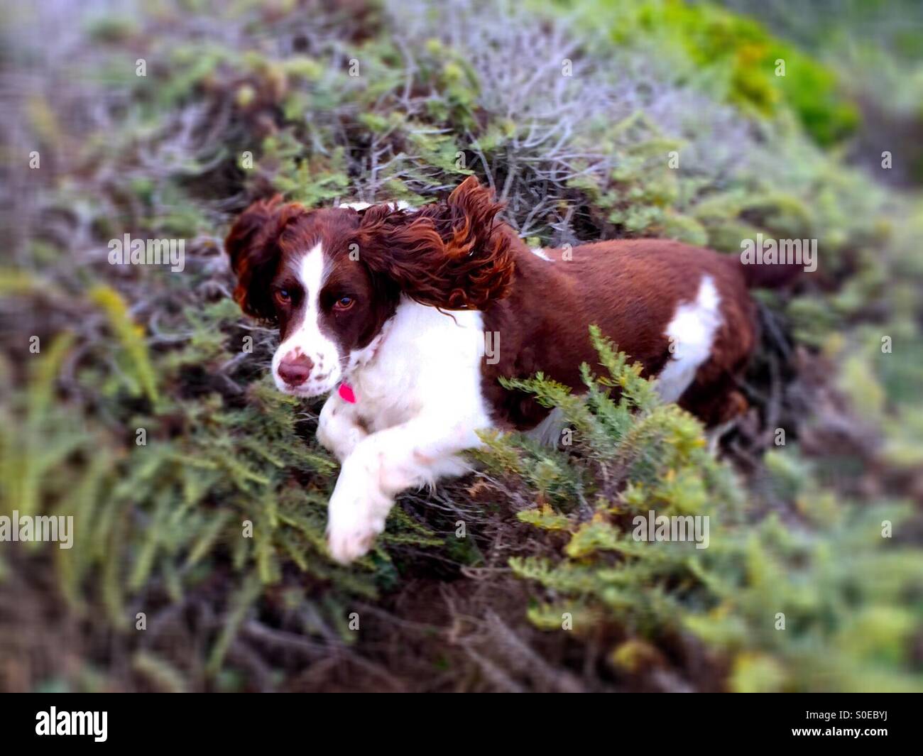 Tre anni di old English Springer Spaniel ragazza vola con garbo attraverso l'aria verso il bersaglio. - Immagine stock catturata con smartphone
