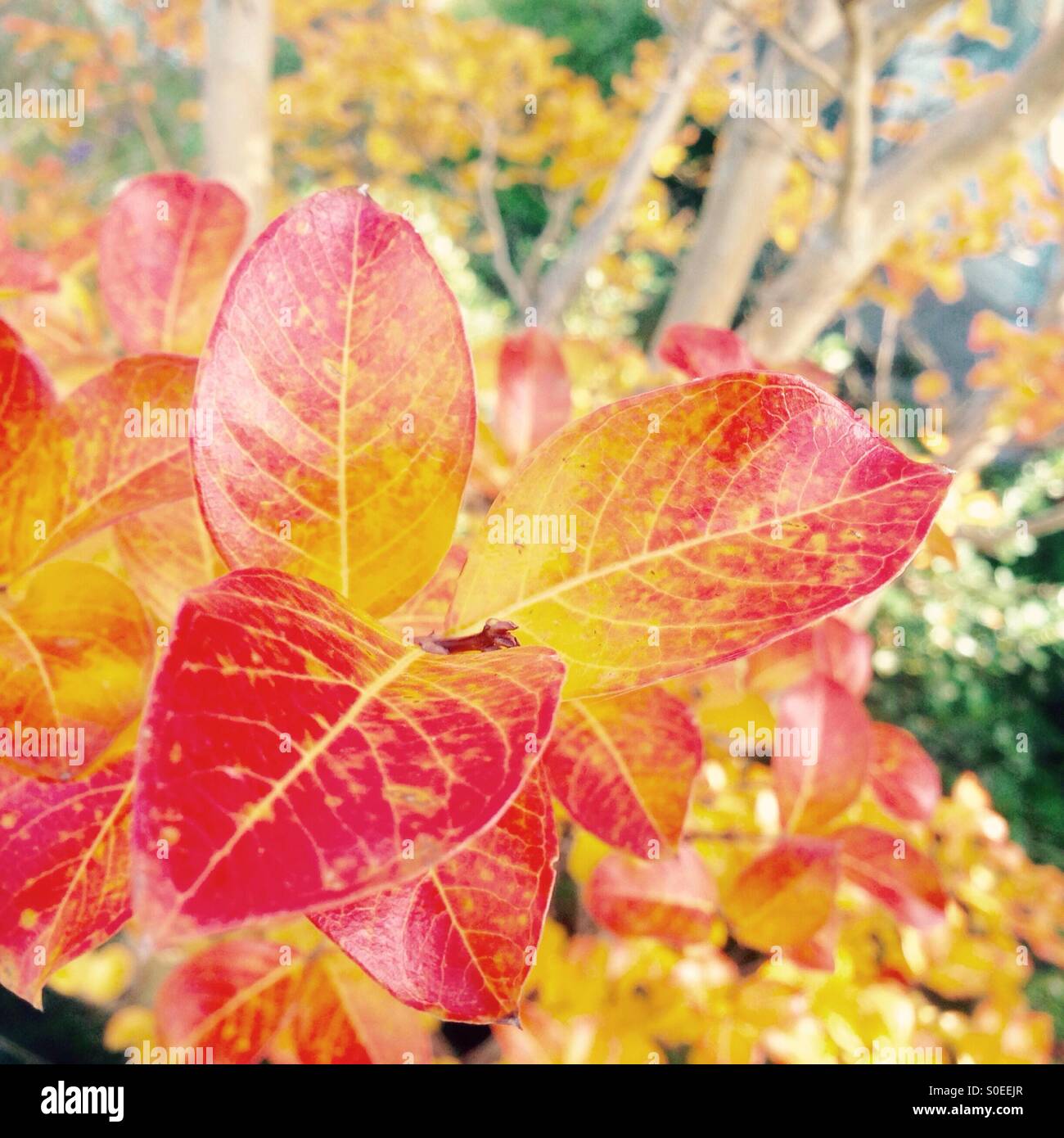 Foglie di autunno - Immagine stock catturata con smartphone