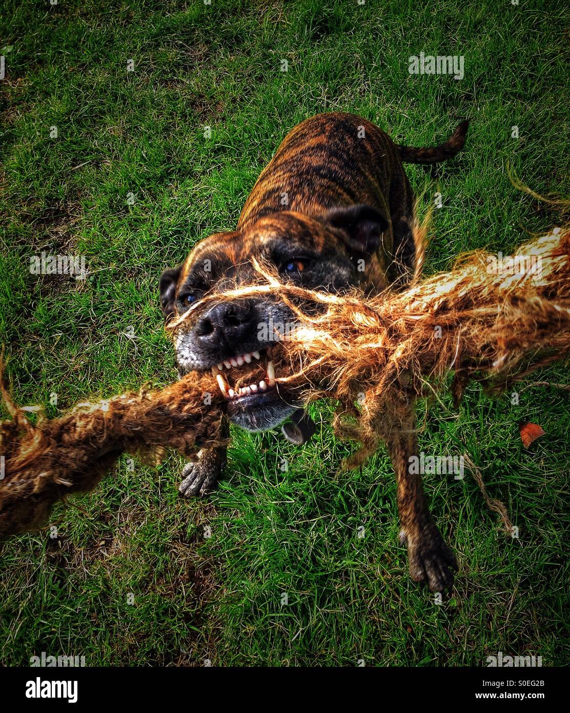 Staffordshire Bull Terrier tenendo premuto su di una fune Foto Stock