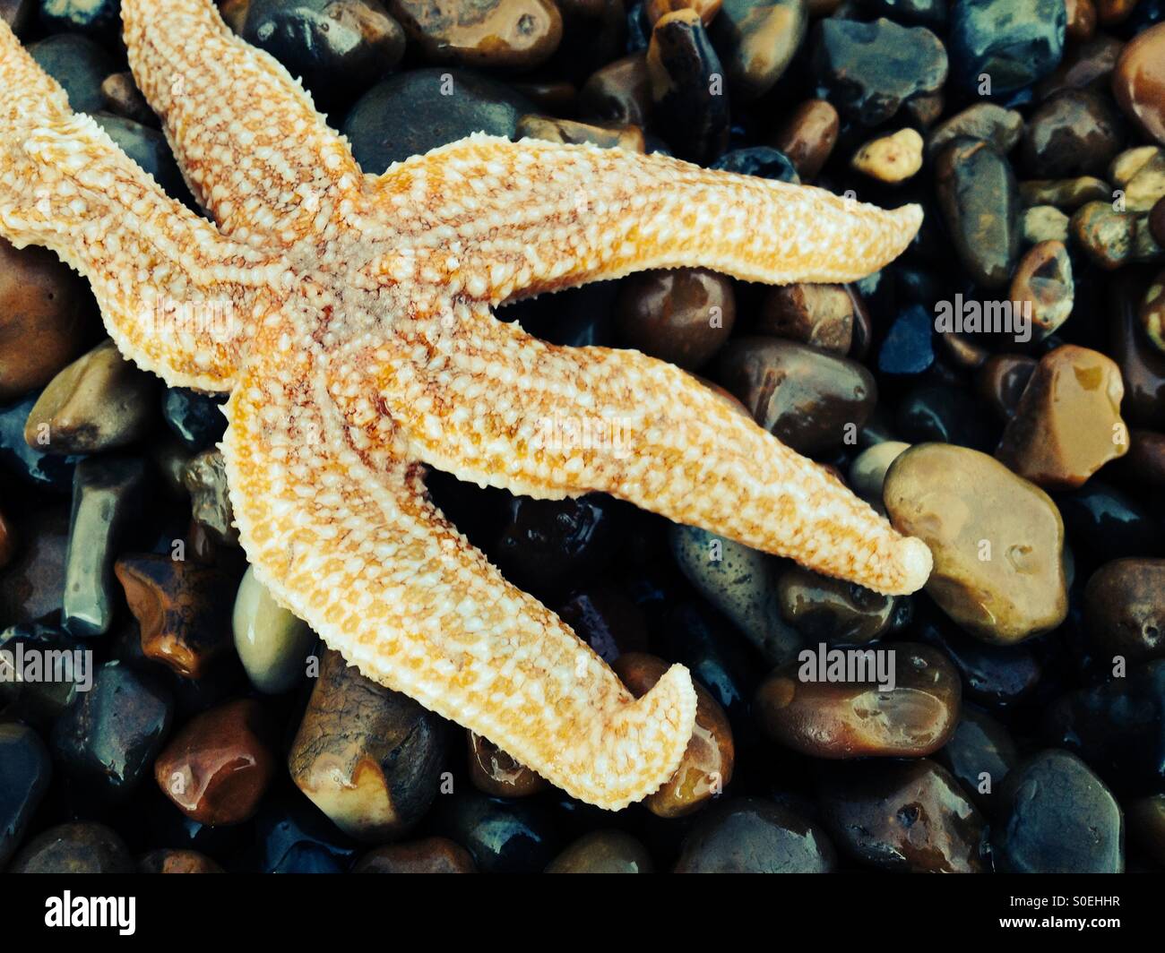 Stella di mare su una spiaggia di ciottoli, Suffolk, Regno Unito. - Immagine stock catturata con smartphone