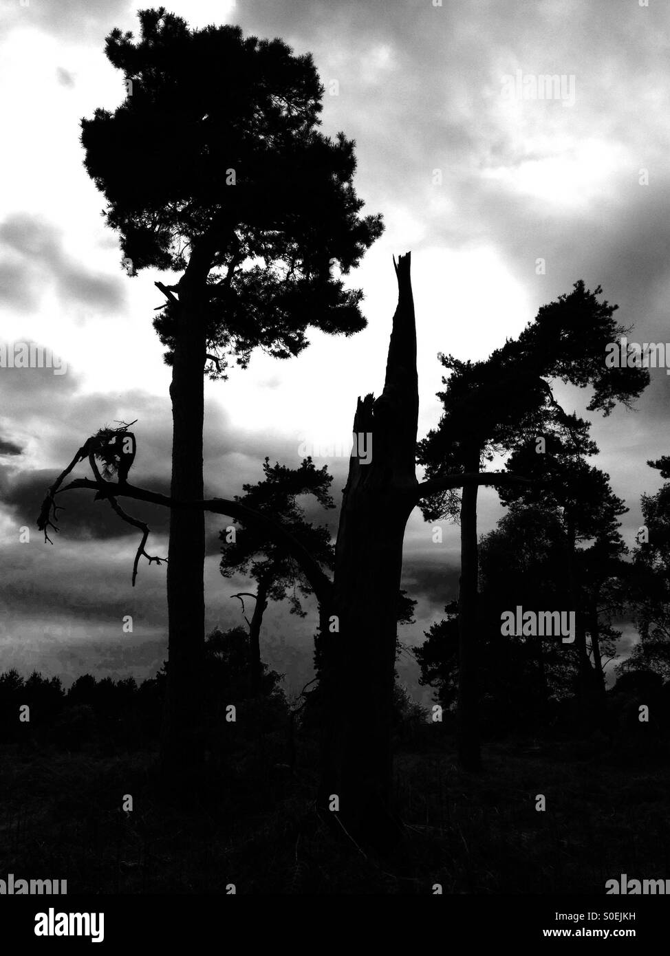 Tempesta albero danneggiato, Sutton Heath, Suffolk, Regno Unito. Foto Stock