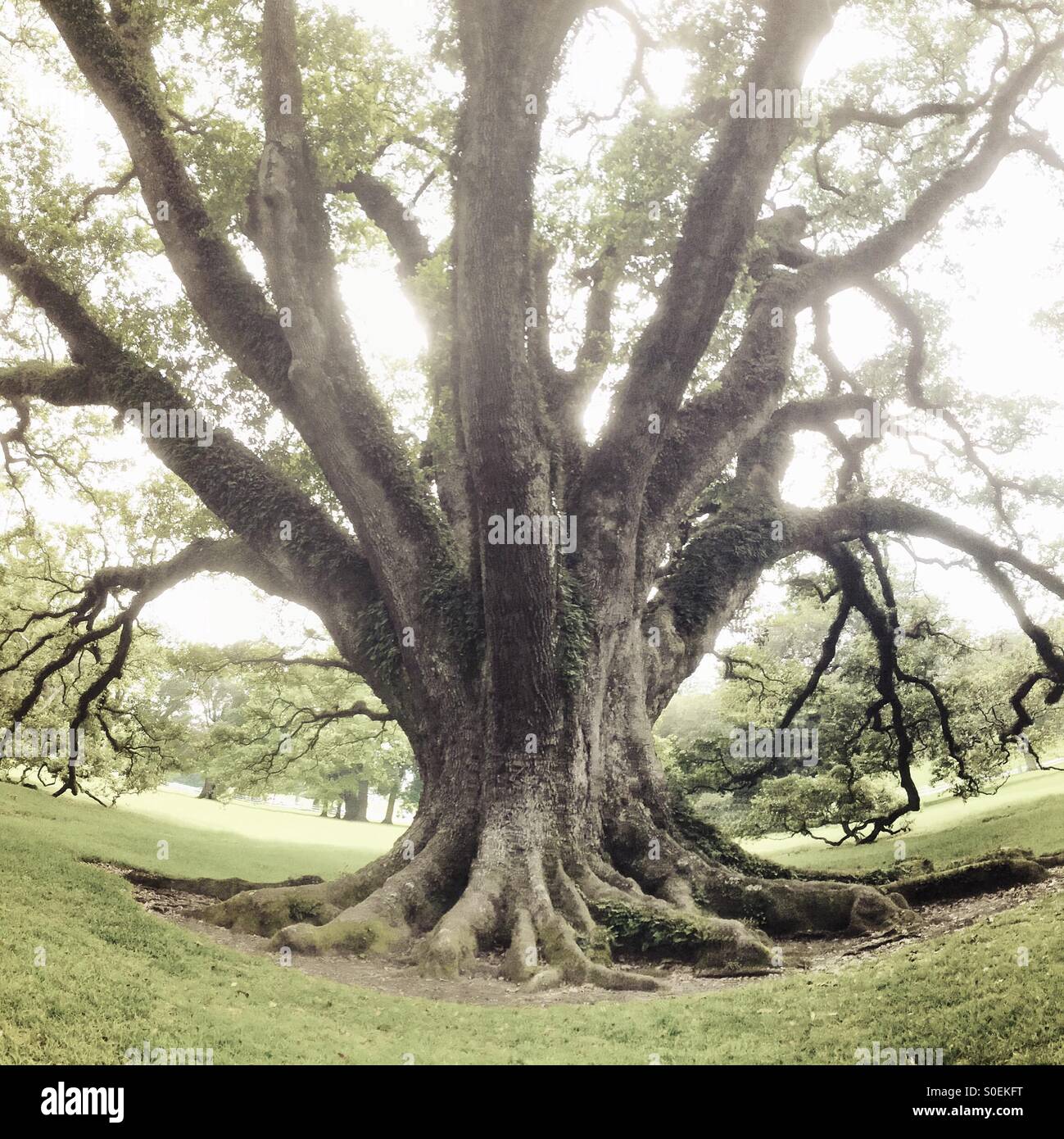 A 300 anni vecchia quercia, Oak Alley Plantation, Louisiana Foto Stock