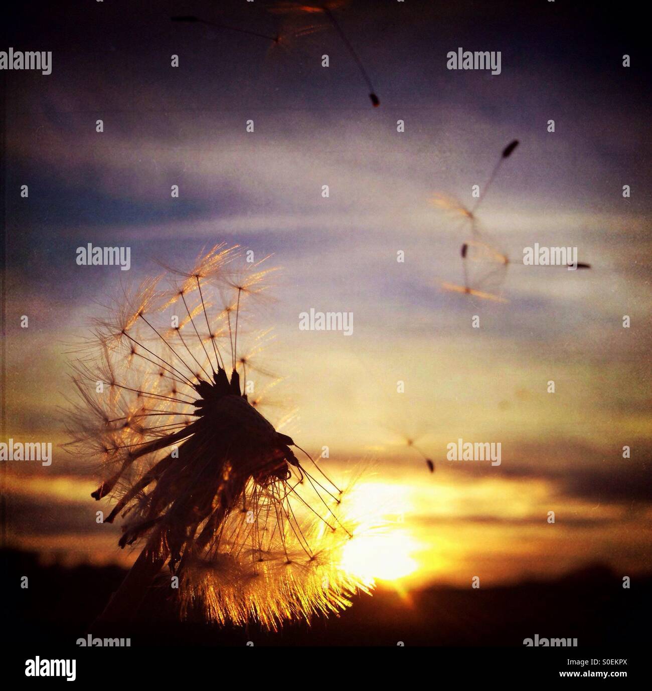 Semi battenti dal seme di tarassaco testa contro il sole di setting Foto Stock