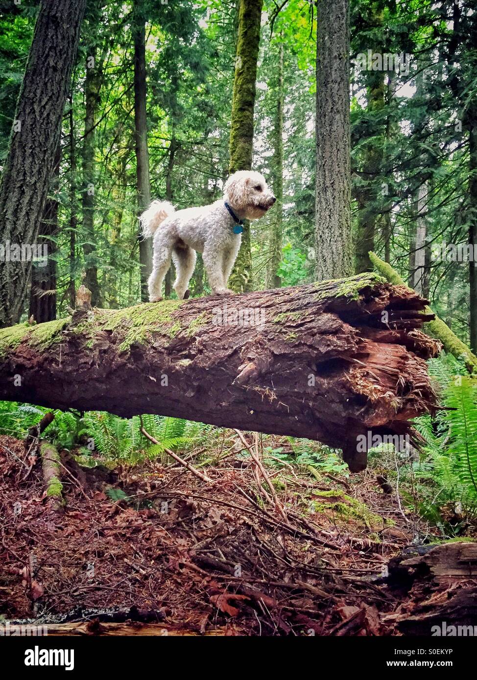 Una miniatura Labradoodle sorge su un albero caduto tronco e gode della vista della foresta. Foto Stock