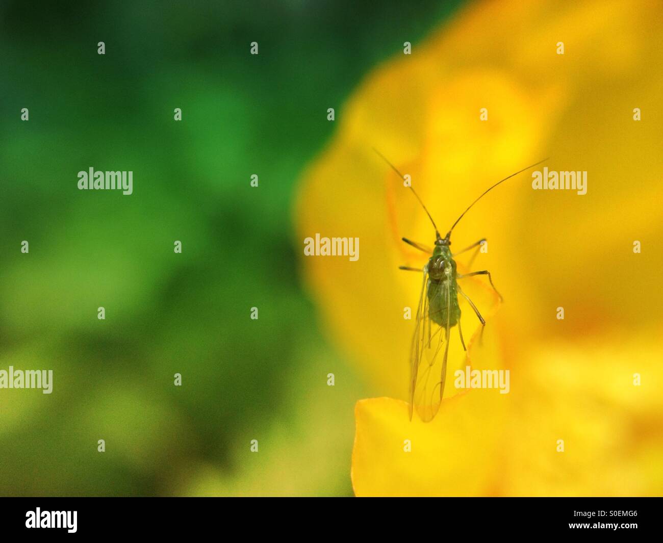 Green fly sul papavero islandese - Immagine stock catturata con smartphone