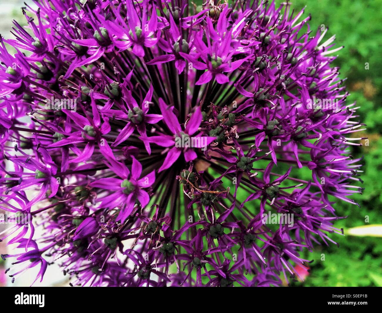 Fiore dell'allium - Immagine stock catturata con smartphone