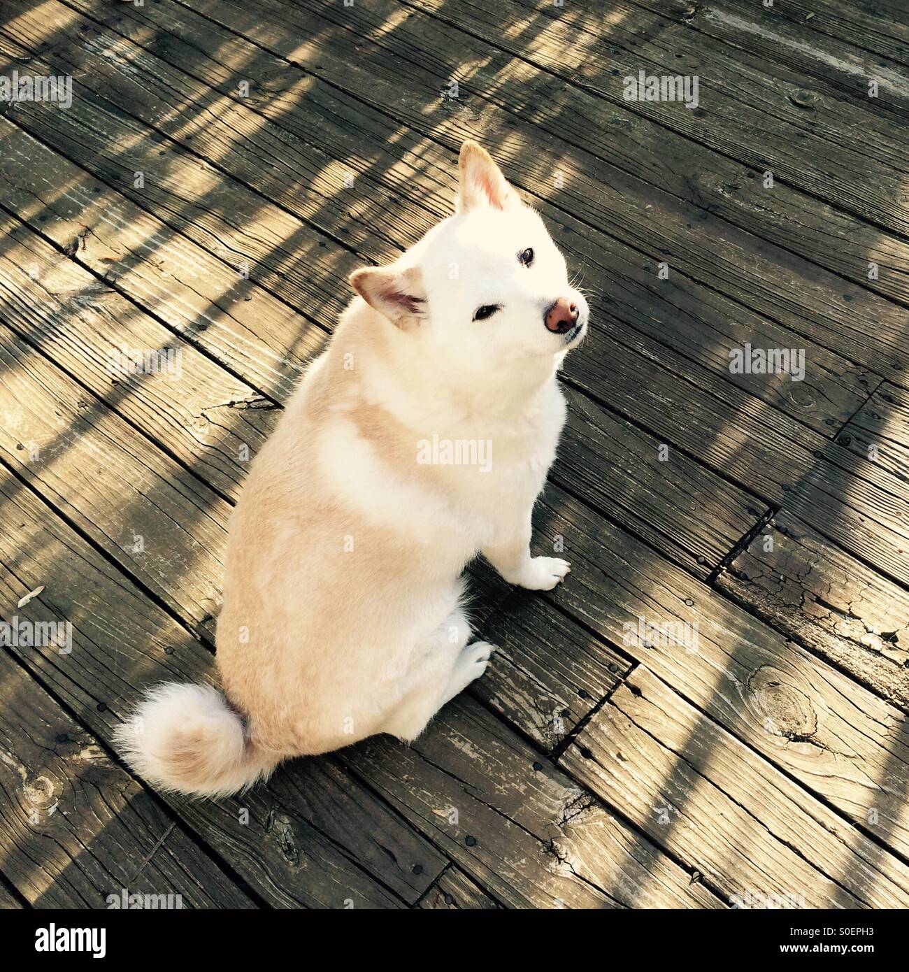 Shiba Inu nella luce del mattino Foto Stock