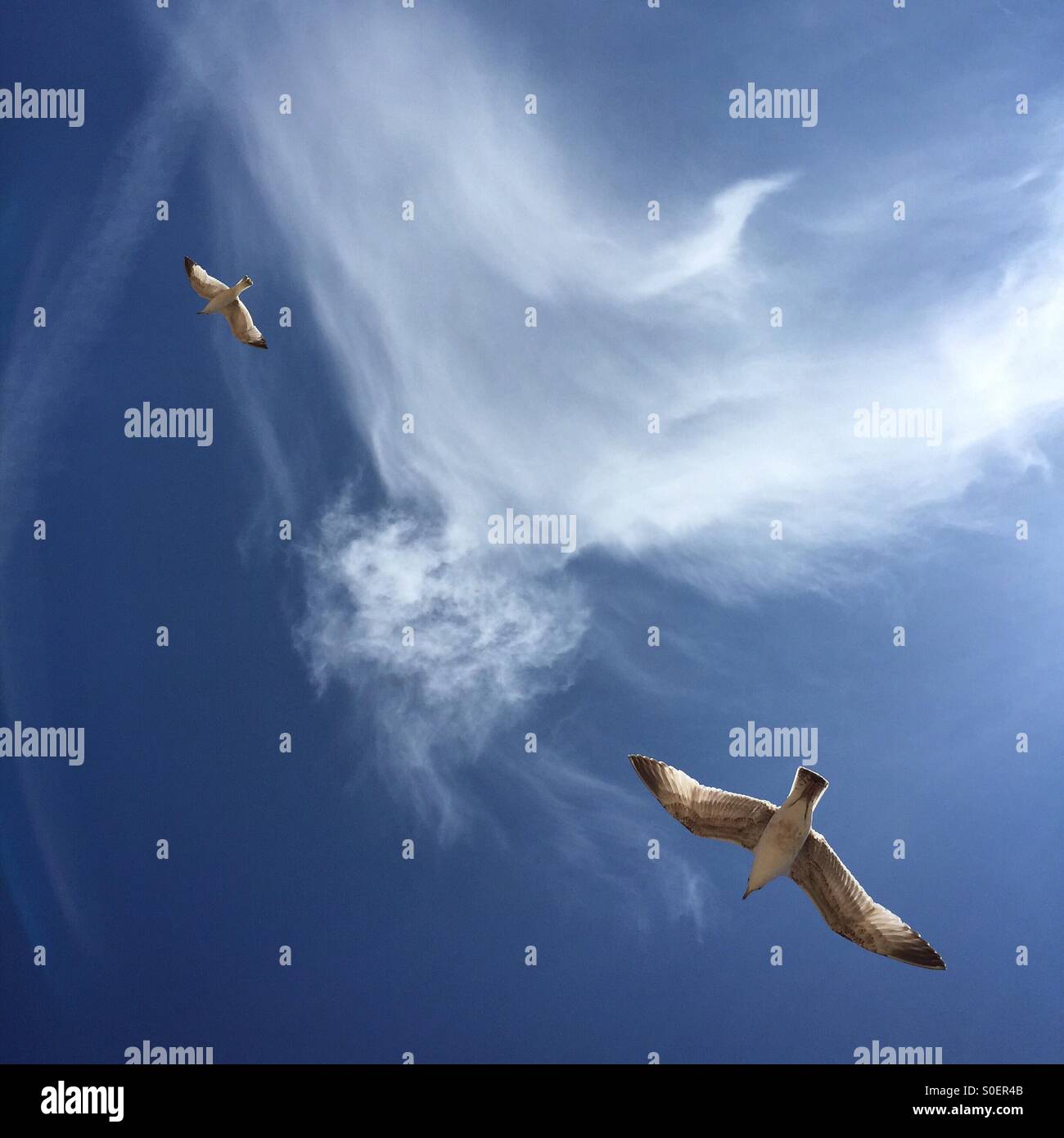 Bird-come la formazione di nubi in un profondo cielo blu affiancato da due gabbiani Foto Stock