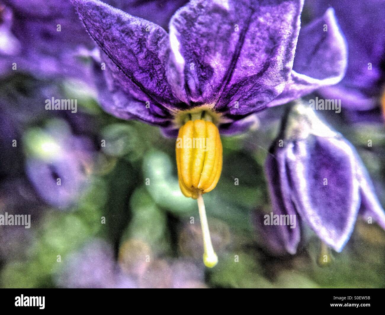 Close up di un fiore di solanum - Immagine stock catturata con smartphone