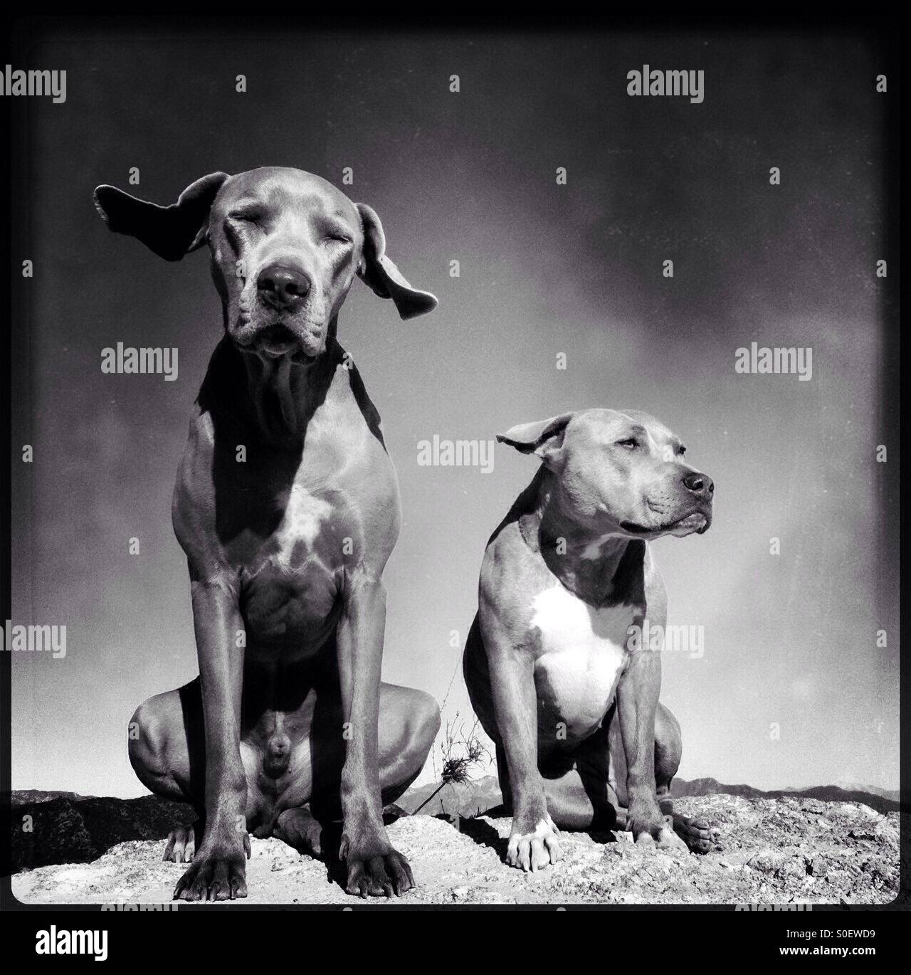 Bianco e nero ritratto di due cani seduti sulla cima di una roccia e cielo chiaro e le orecchie al vento Foto Stock