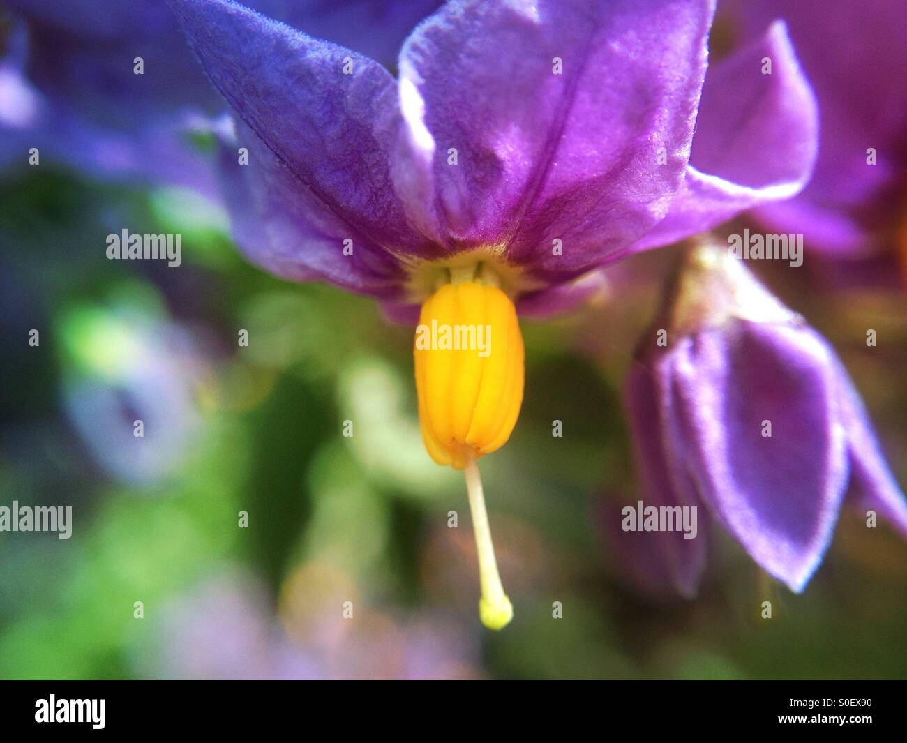 Close up di un fiore di solanum Foto Stock