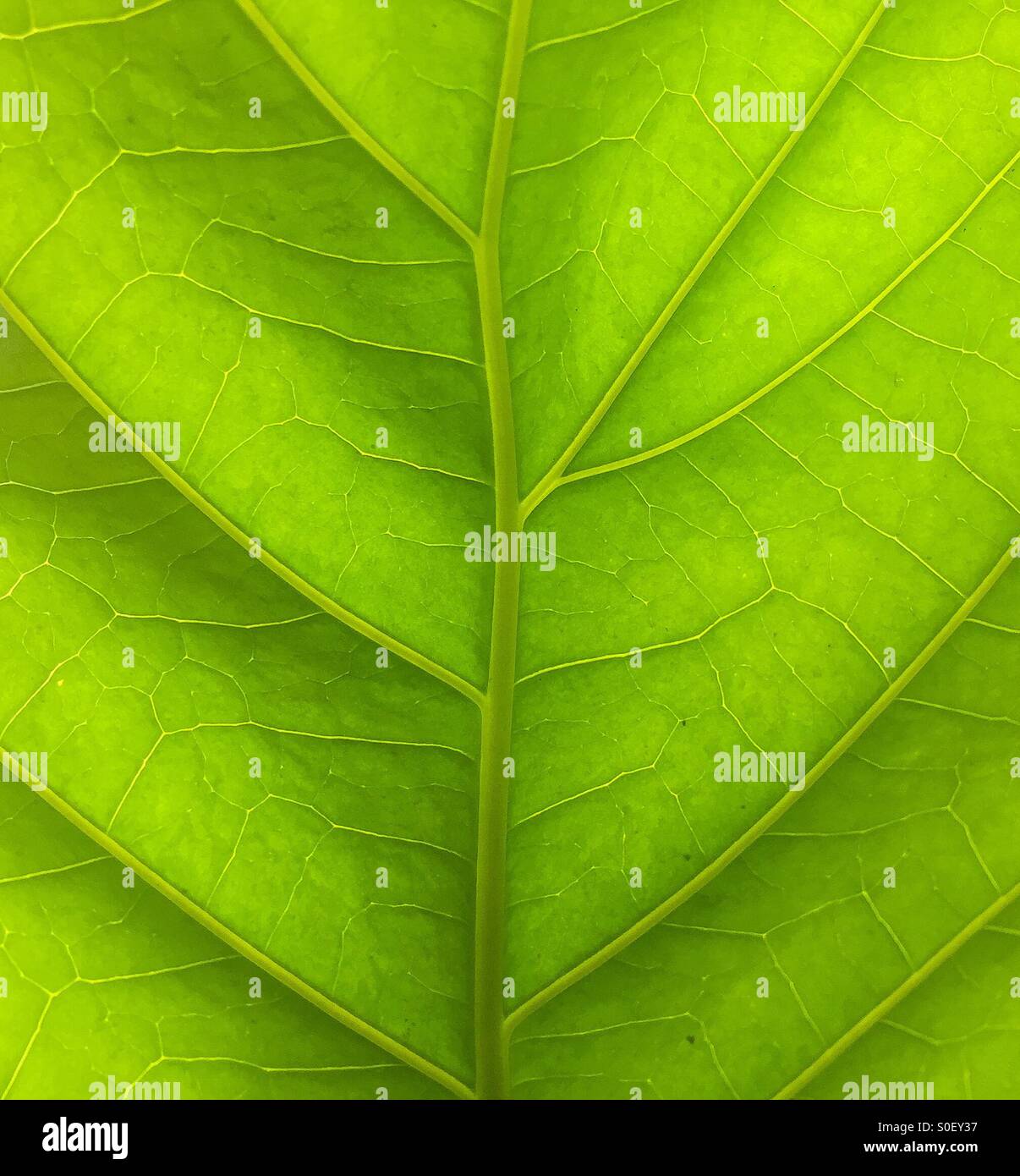 Leaf Foto Stock
