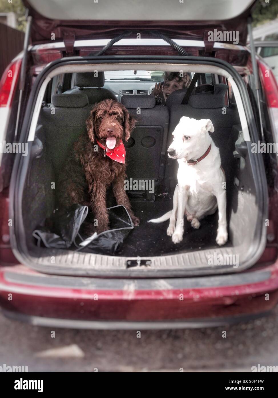 Cani in stivale per auto, Medstead, Alton, Hampshire, Inghilterra, Regno Unito. - Immagine stock catturata con smartphone