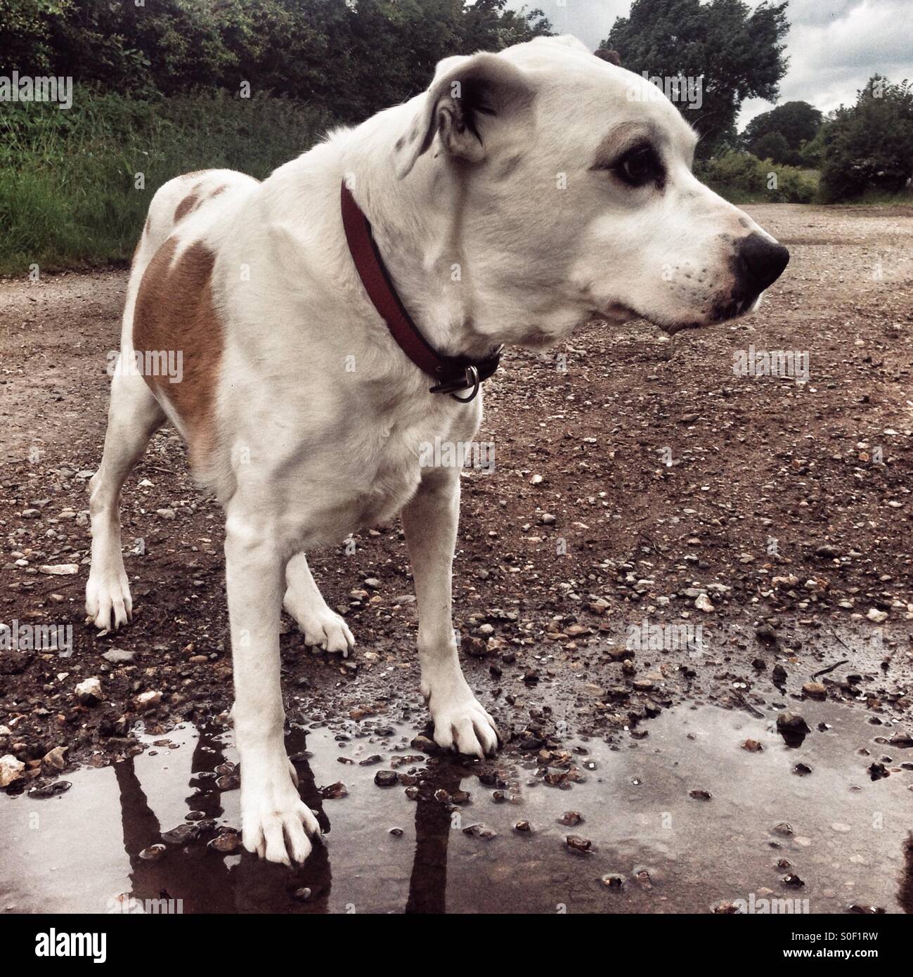 Staffordshire bull terrier incroci di cane - Immagine stock catturata con smartphone