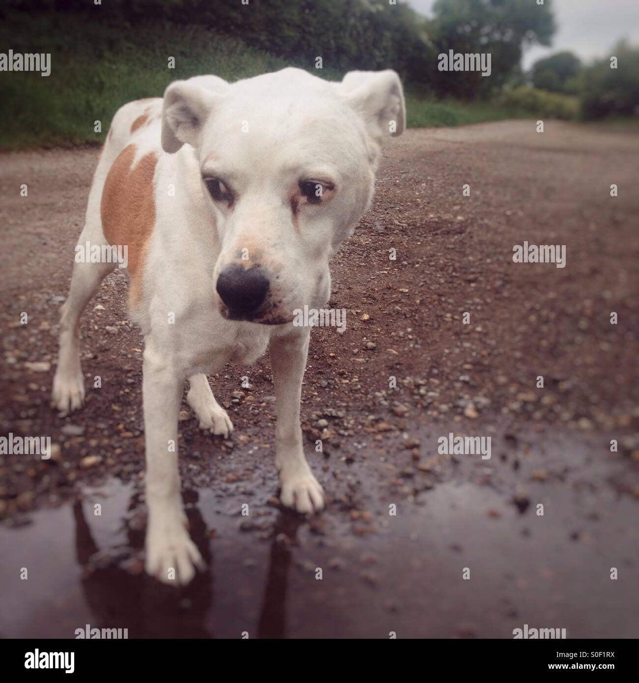 Vecchio maschio di incroci di cane - Immagine stock catturata con smartphone