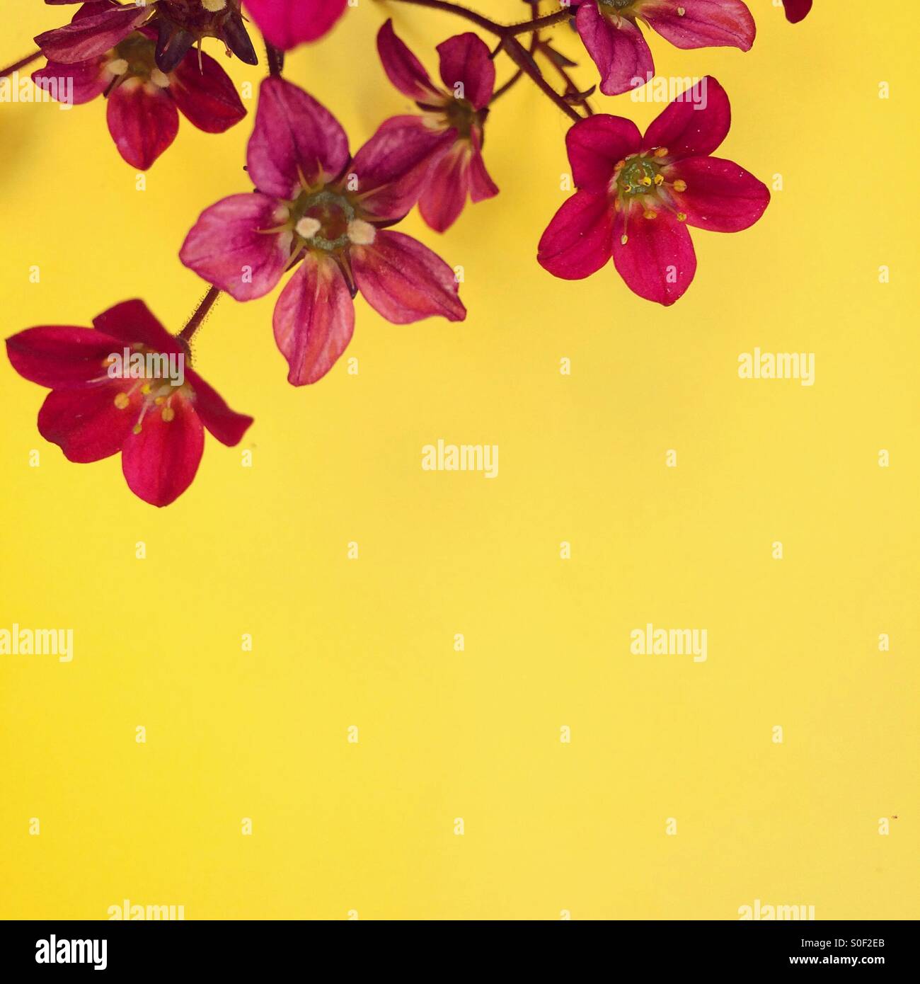 Sfondo giallo - Immagine stock catturata con smartphone