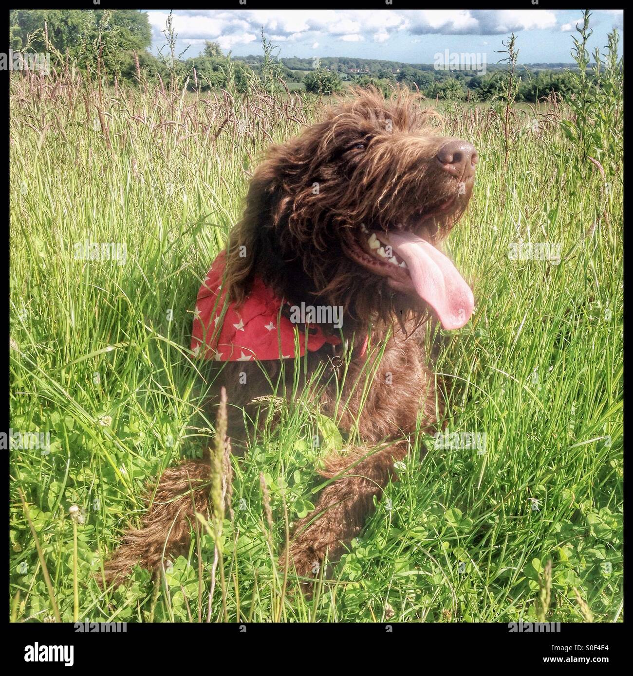 Labradoodle cane in appoggio in erba con la lingua fuori - Immagine stock catturata con smartphone