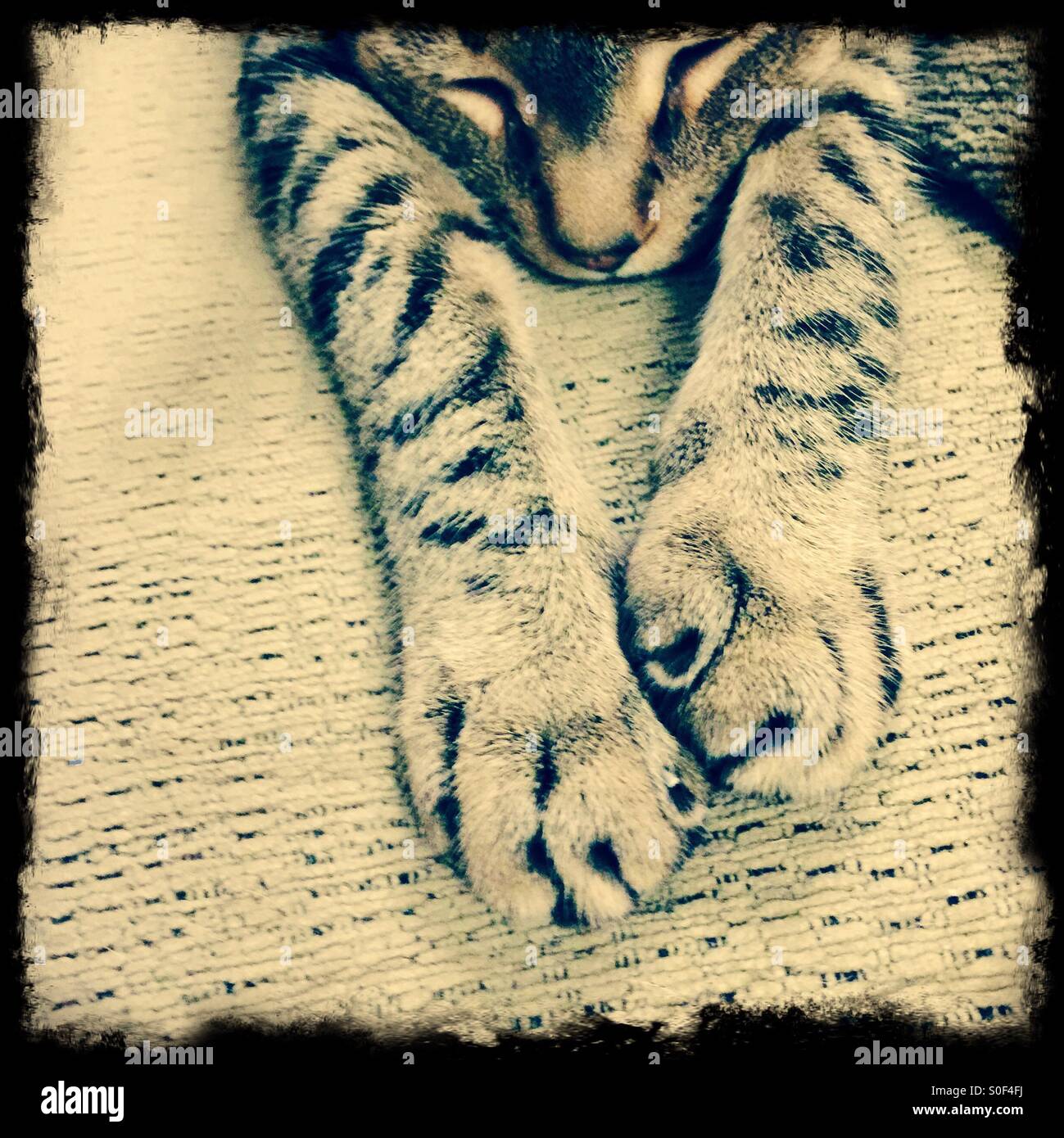 Domestico carino tabby cat dormire con le gambe anteriori proteso Foto Stock