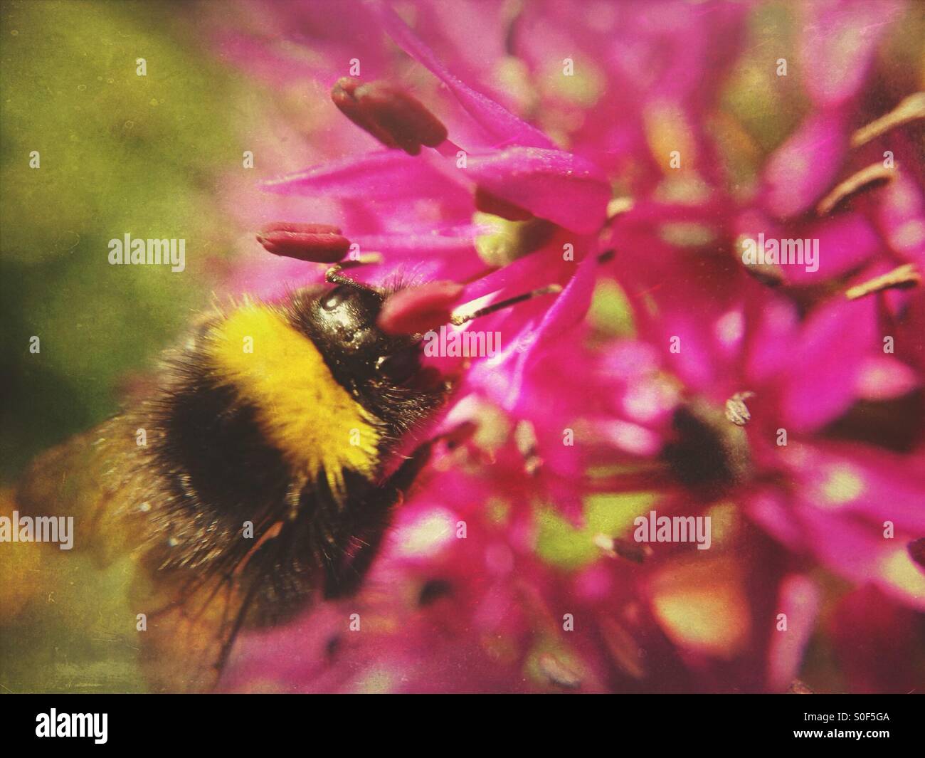 Bee impollinatori allium fiore Foto Stock