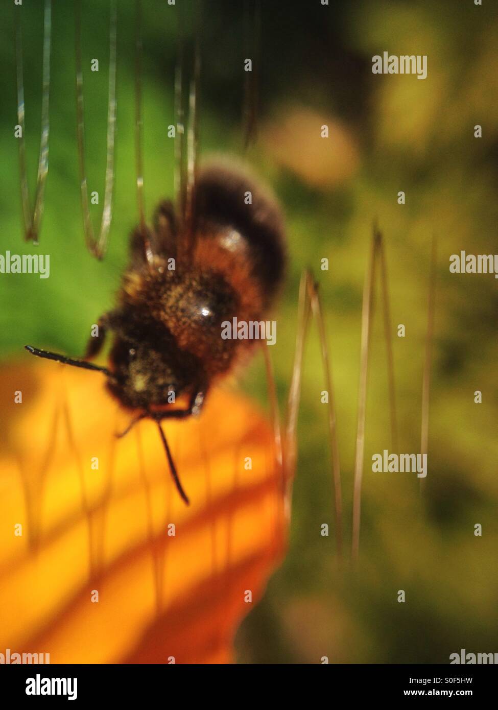 Bee a metà del volo che sembra molle per ali - Immagine stock catturata con smartphone