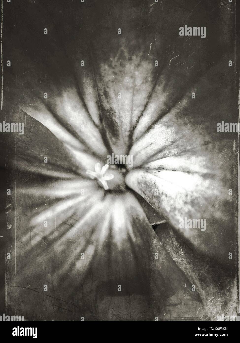 Chiusura del fiore in bianco e nero Foto Stock